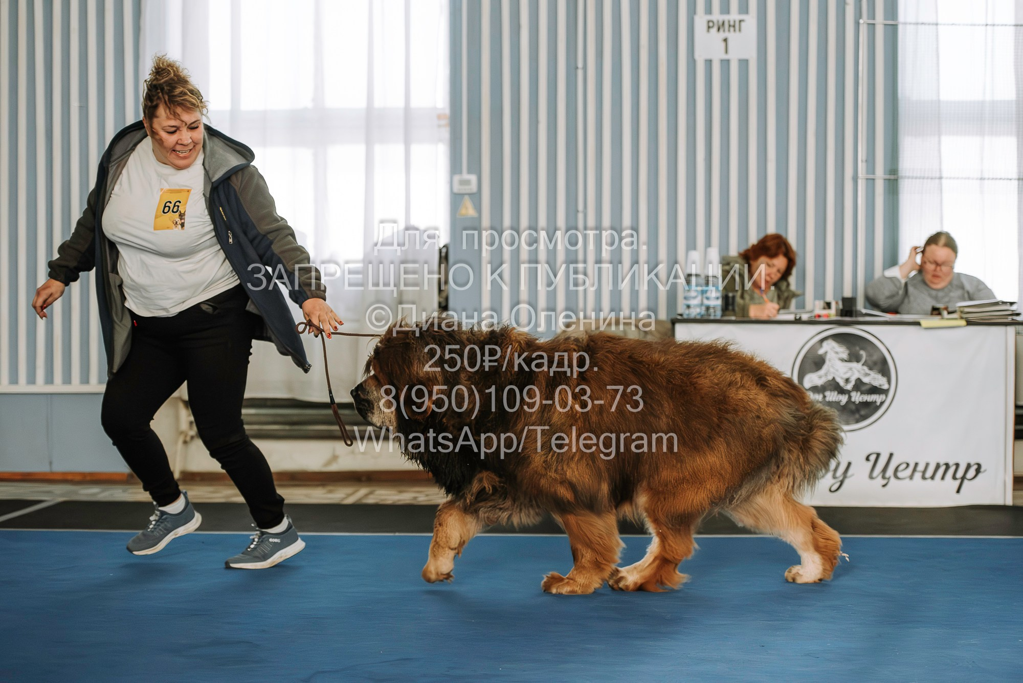 Выставка собак Красноярск 29.10.2023. Фотограф Диана Оленина Красноярск / Братск