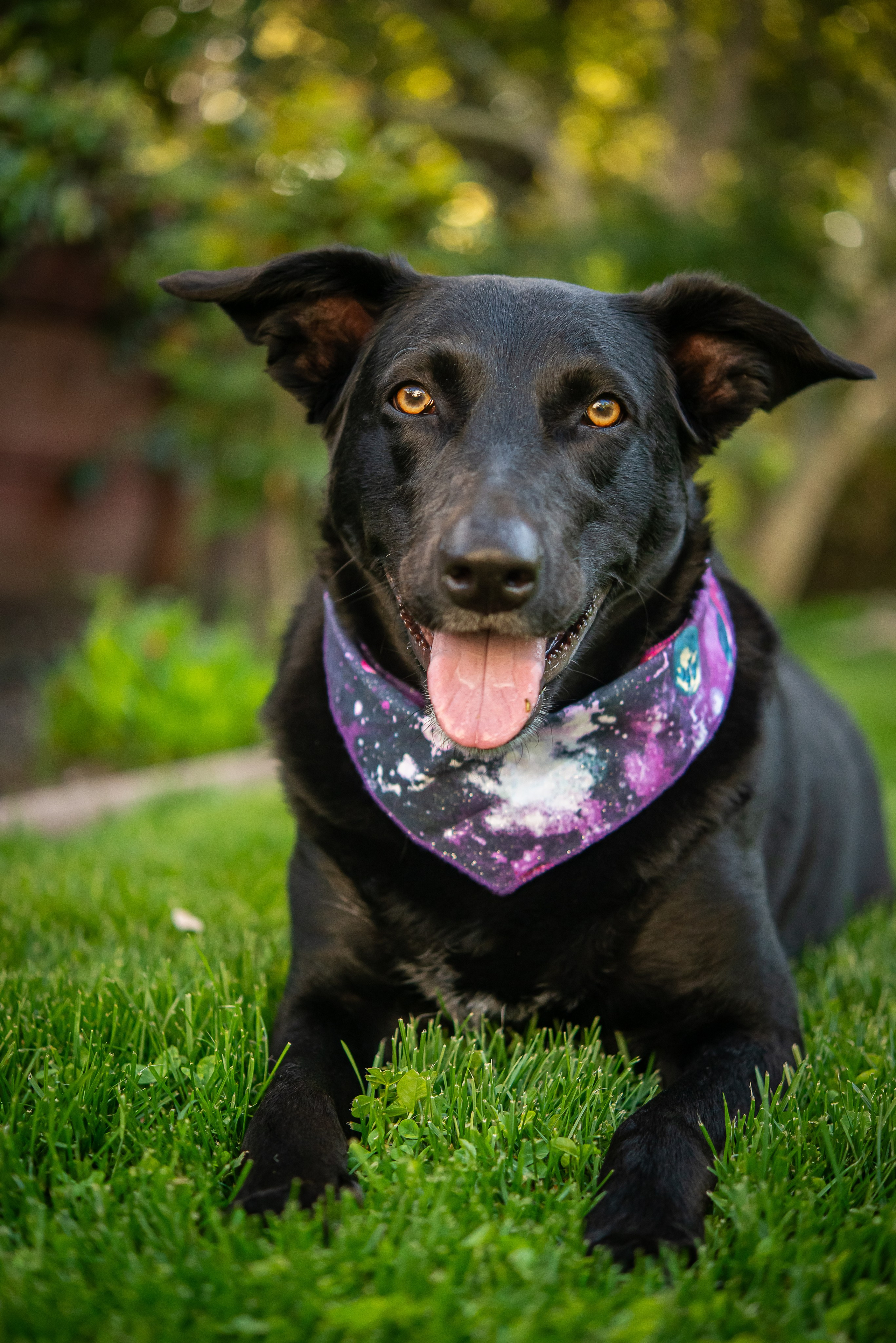 Pet portfolio. Svetlana Lapina, portrait photographer, San Francisco