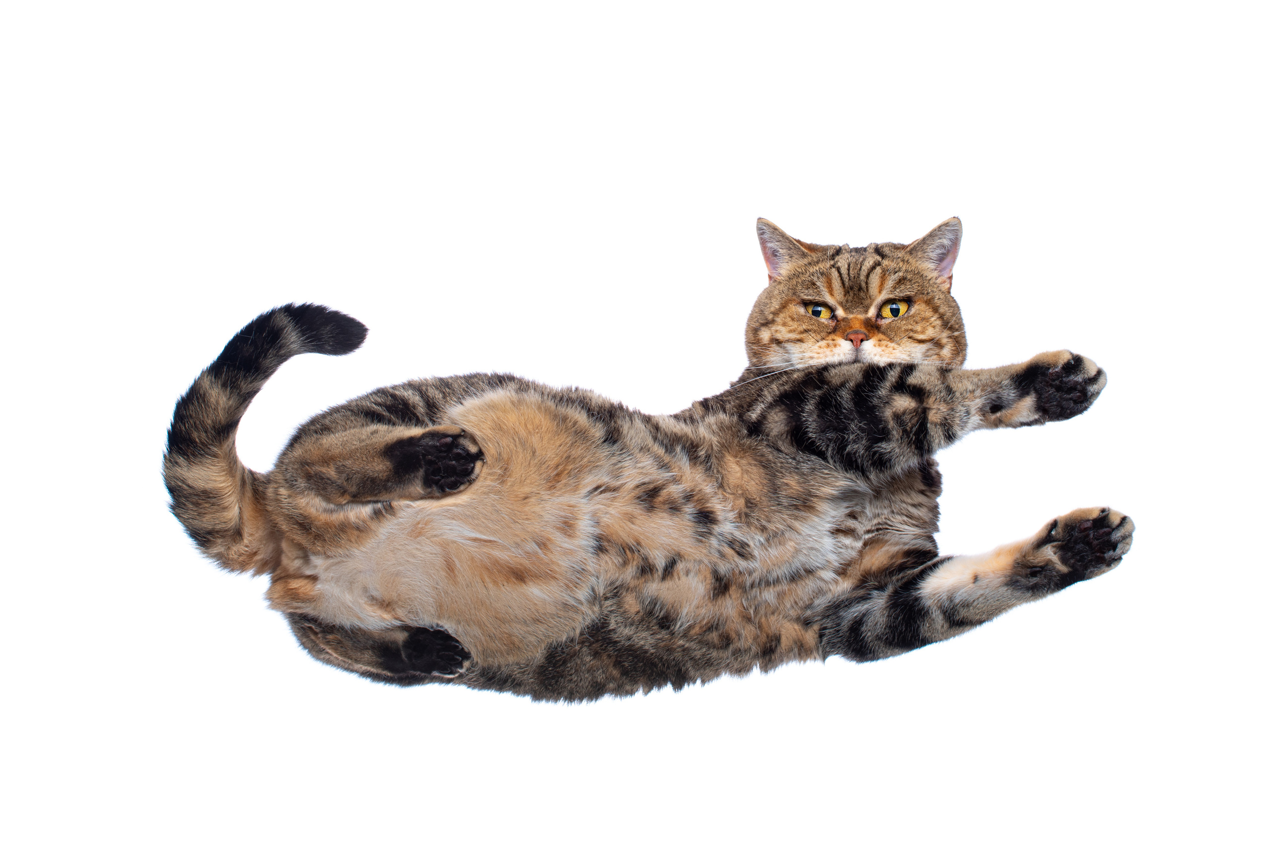 Фотография кота британца тигрового окраса в удивительном ракурсе