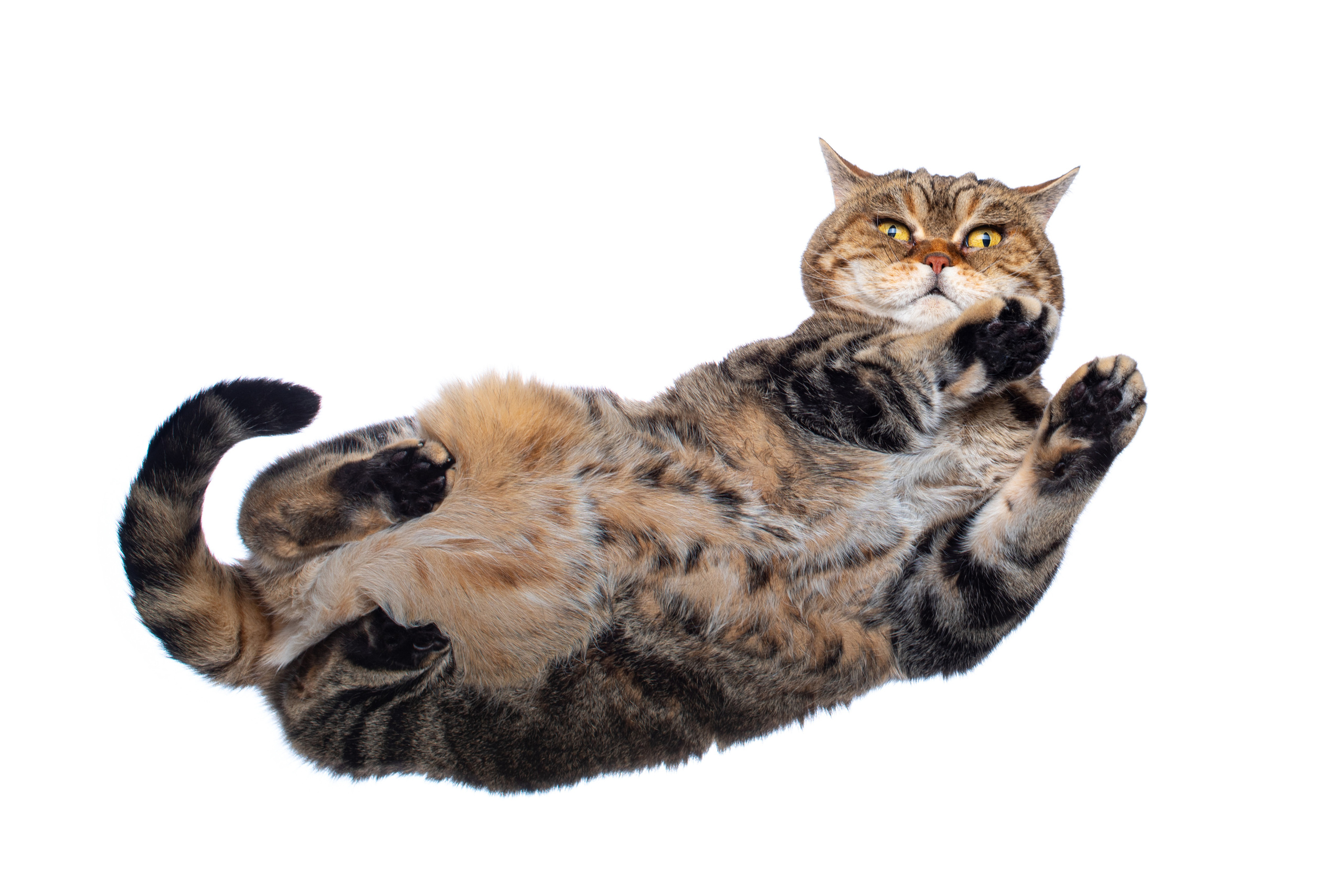 Фотографии животных фотограф Залитко Вячеслав