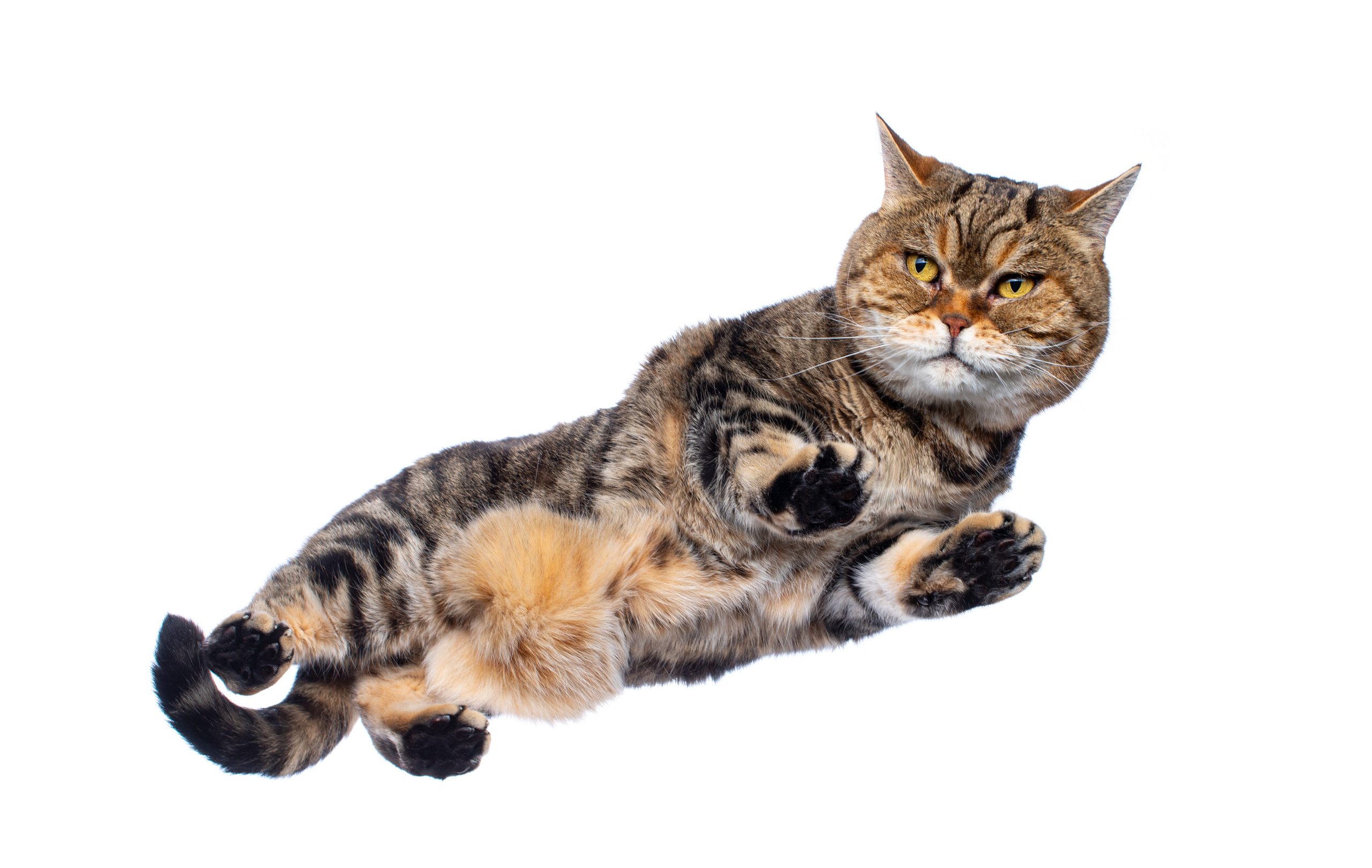 Фотография кота британца тигрового окраса, порящего в воздухе