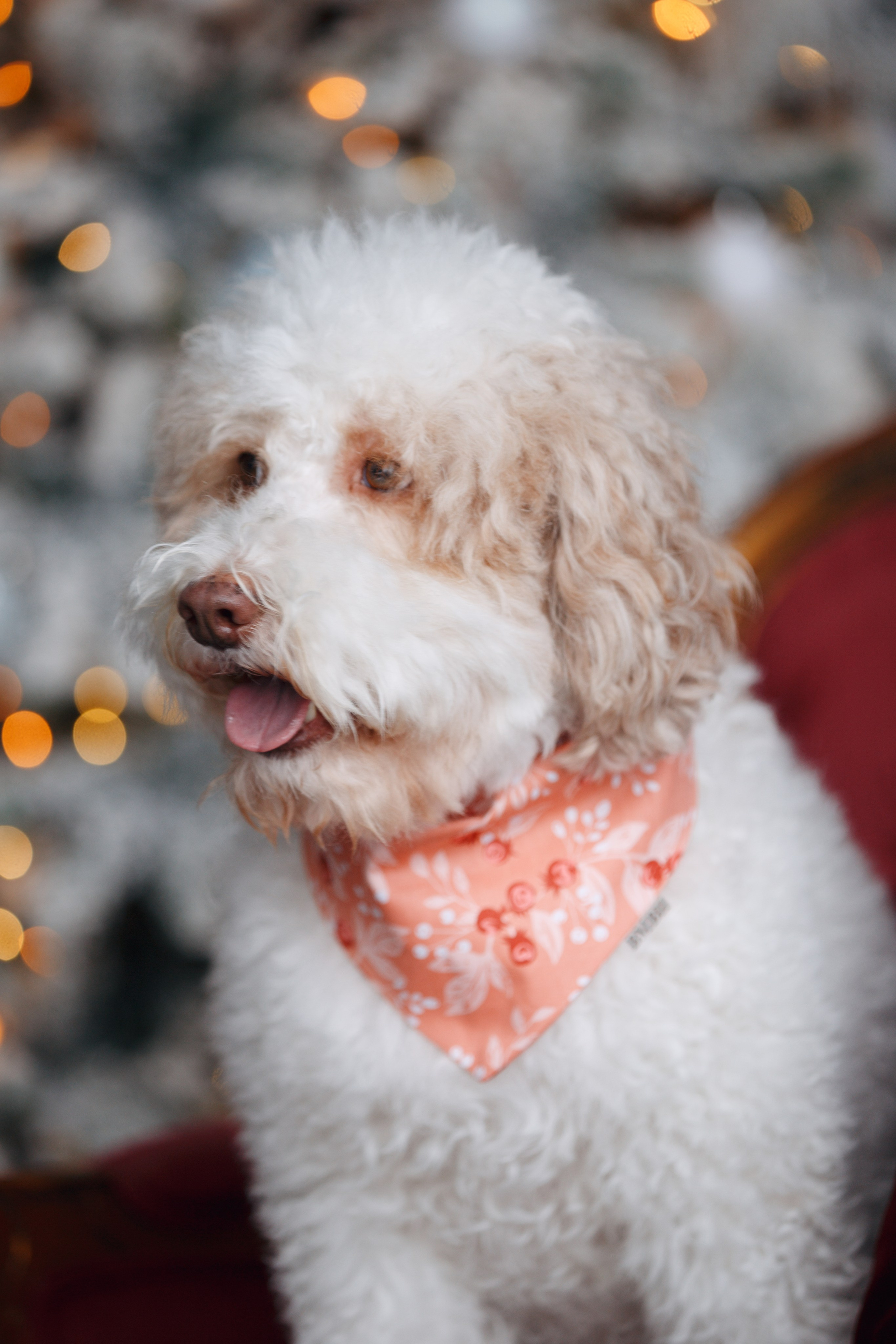 Bmbh лежанки и адресники. Фотограф анималист Кристина Карпова, Москва