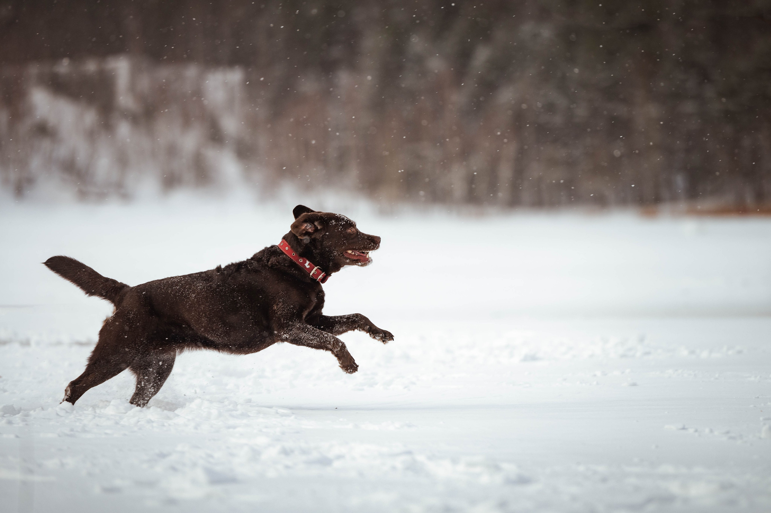 Прогулка на Лыткаринском карьере. Фотограф-анималист