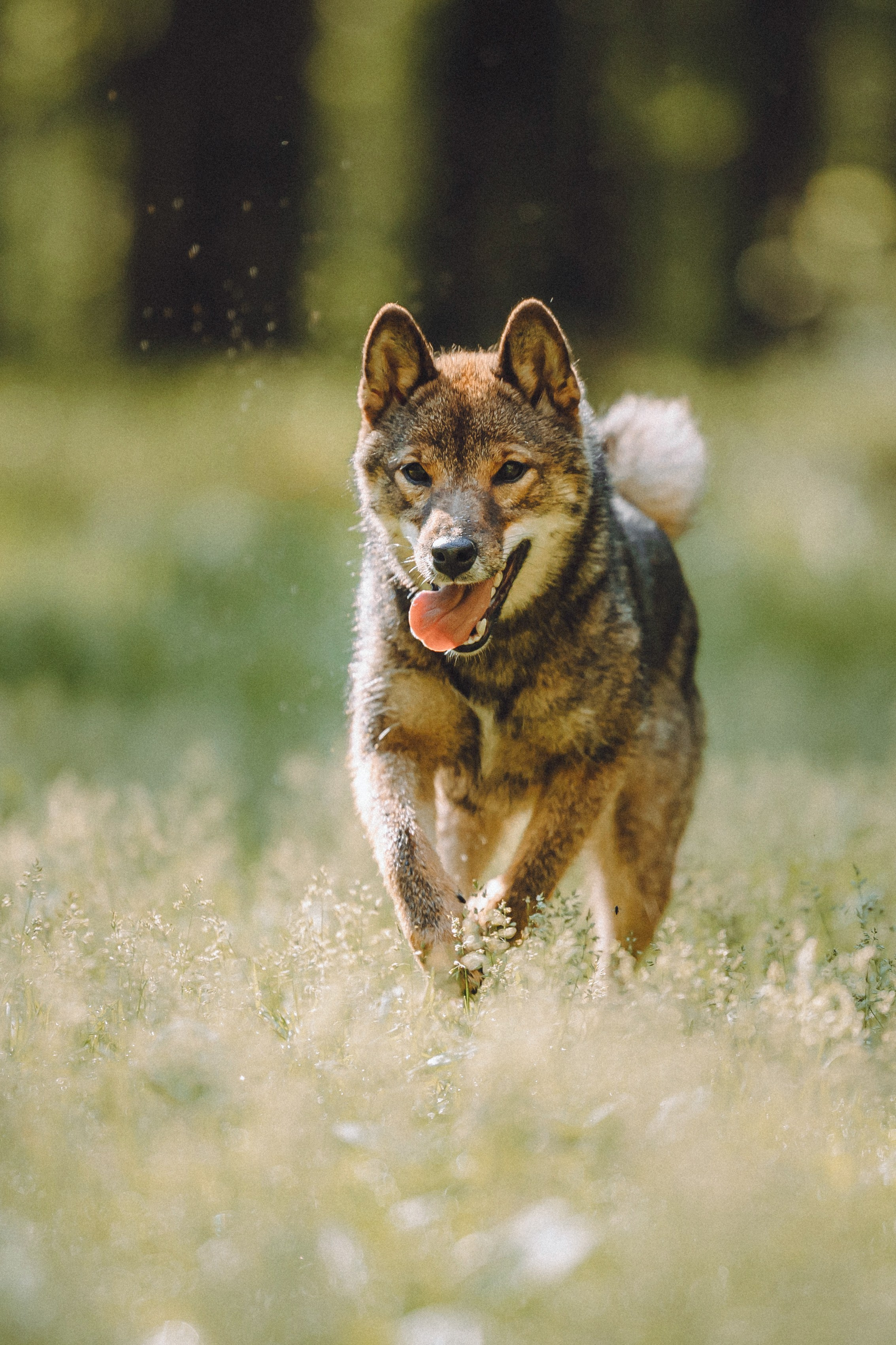 Шед, Цири, Чиби, Цера и их семья