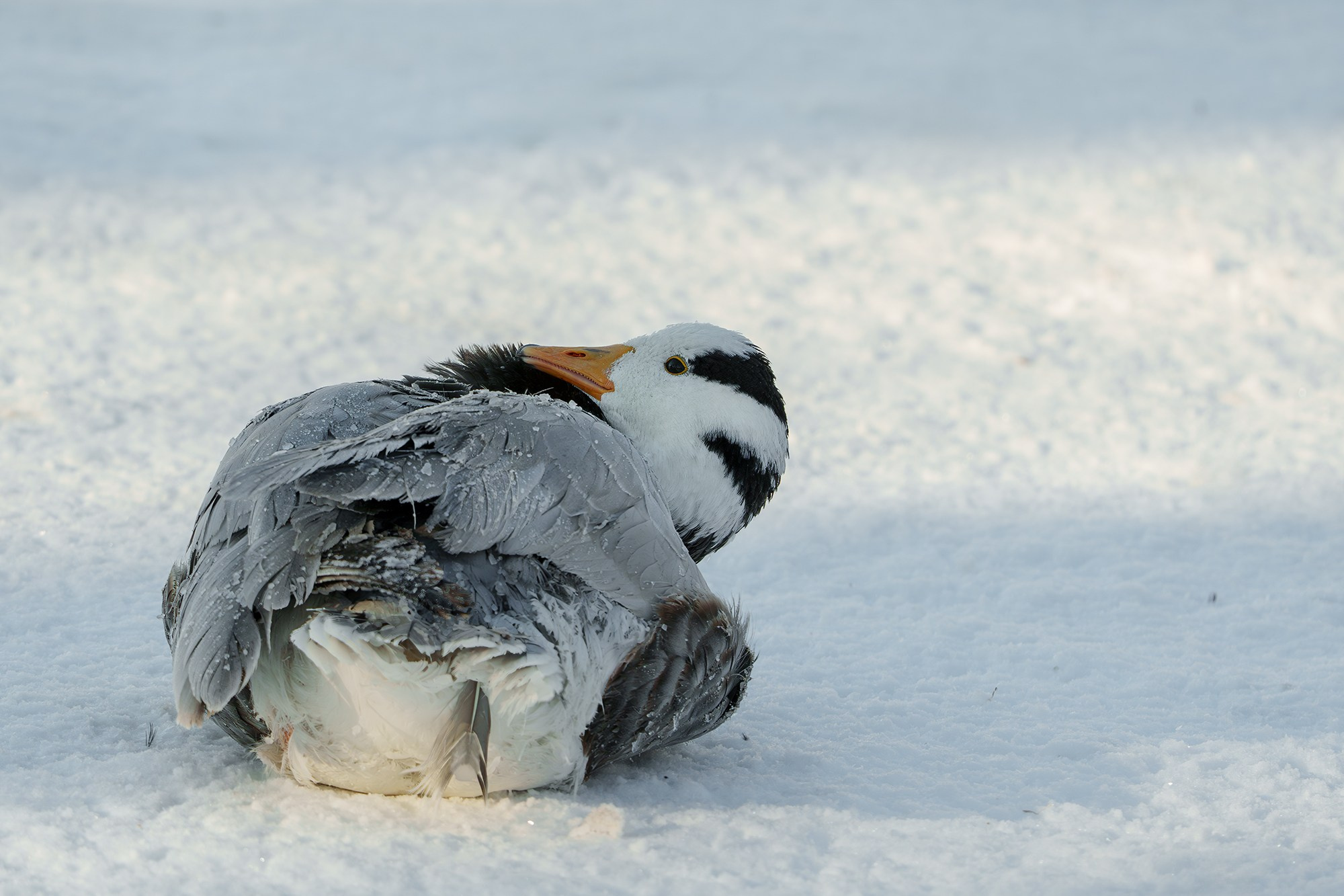 Удивительные мир птиц. Вокруг нас столько прекрасного — присмотритесь!. Ваш личный фотограф Марина Волкова