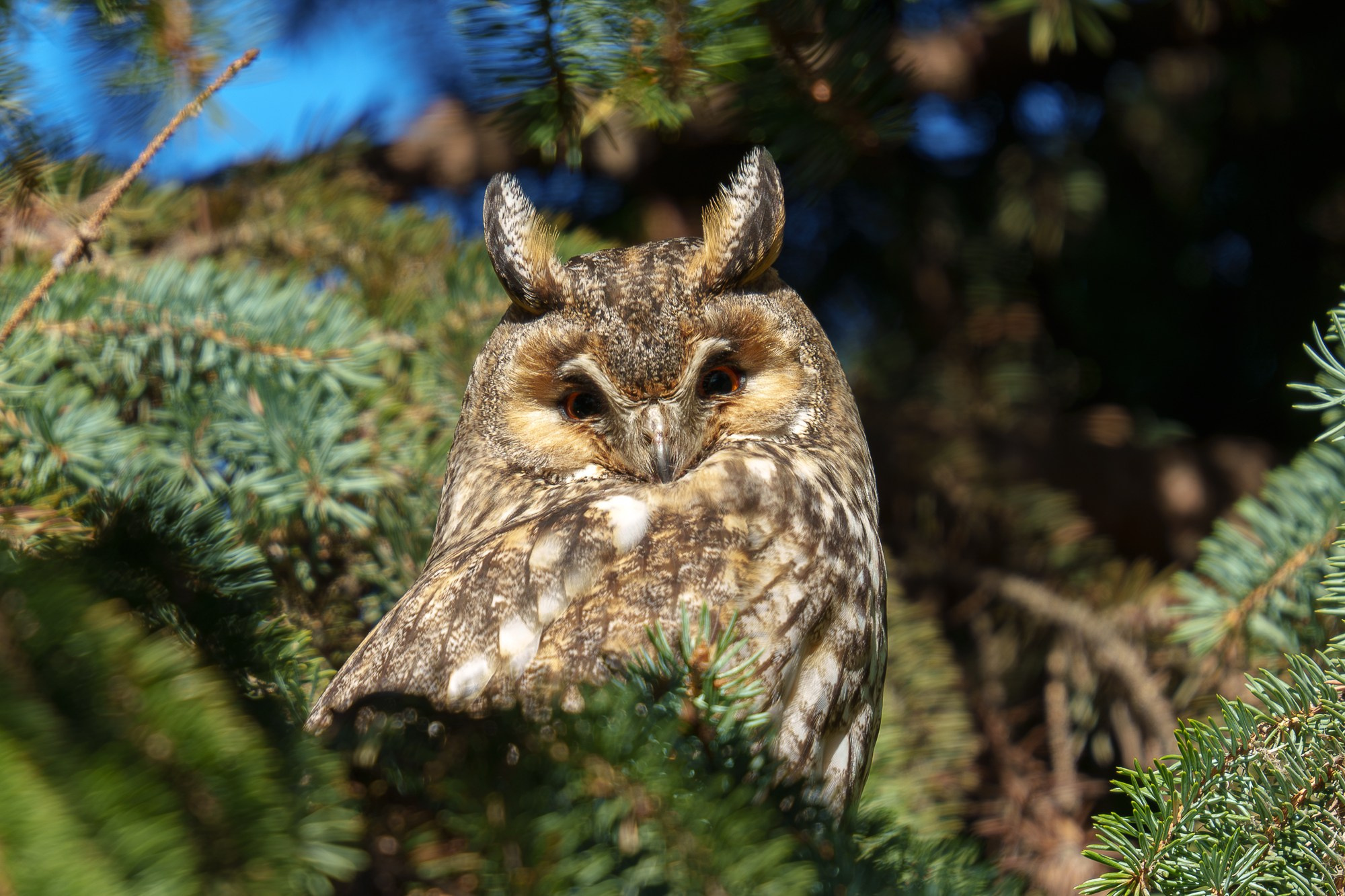 Удивительные мир птиц. Вокруг нас столько прекрасного — присмотритесь!. Ваш личный фотограф Марина Волкова