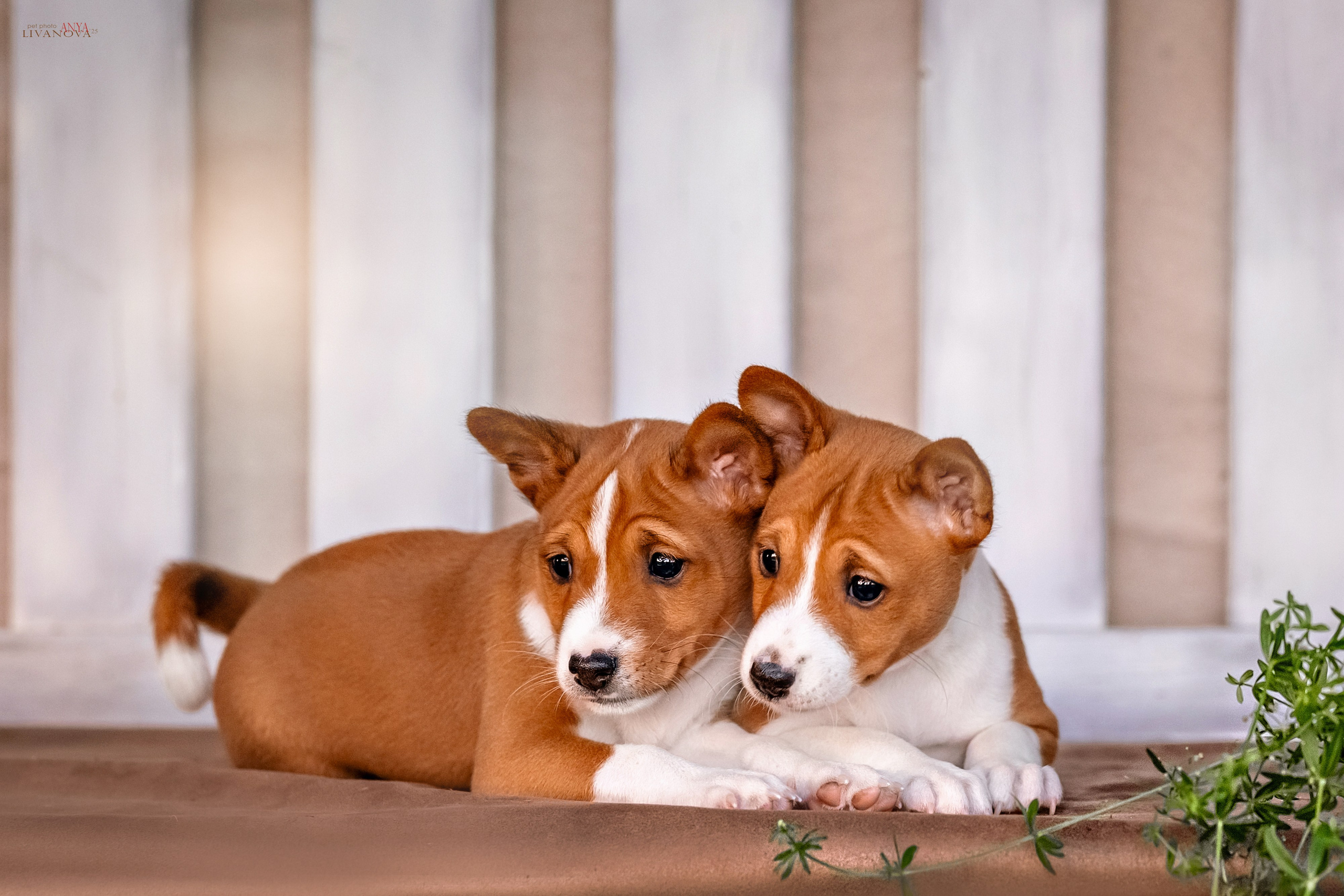 Басенджи. Фотограф анималист Аня Ливанова | Рыбинск