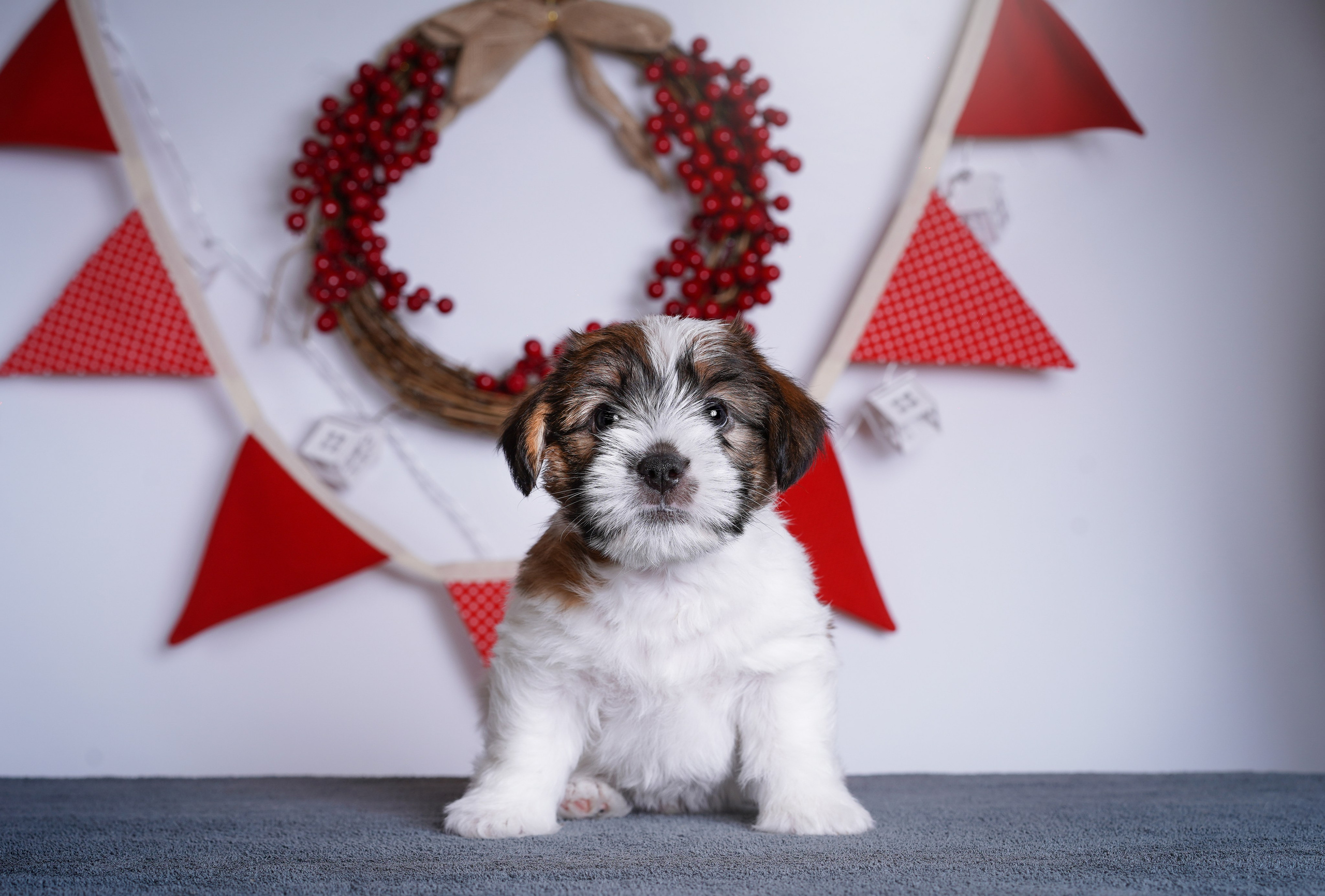 Щенки джек-рассела. Фотограф-анималист в Санкт-Петербурге Яна Мартынова