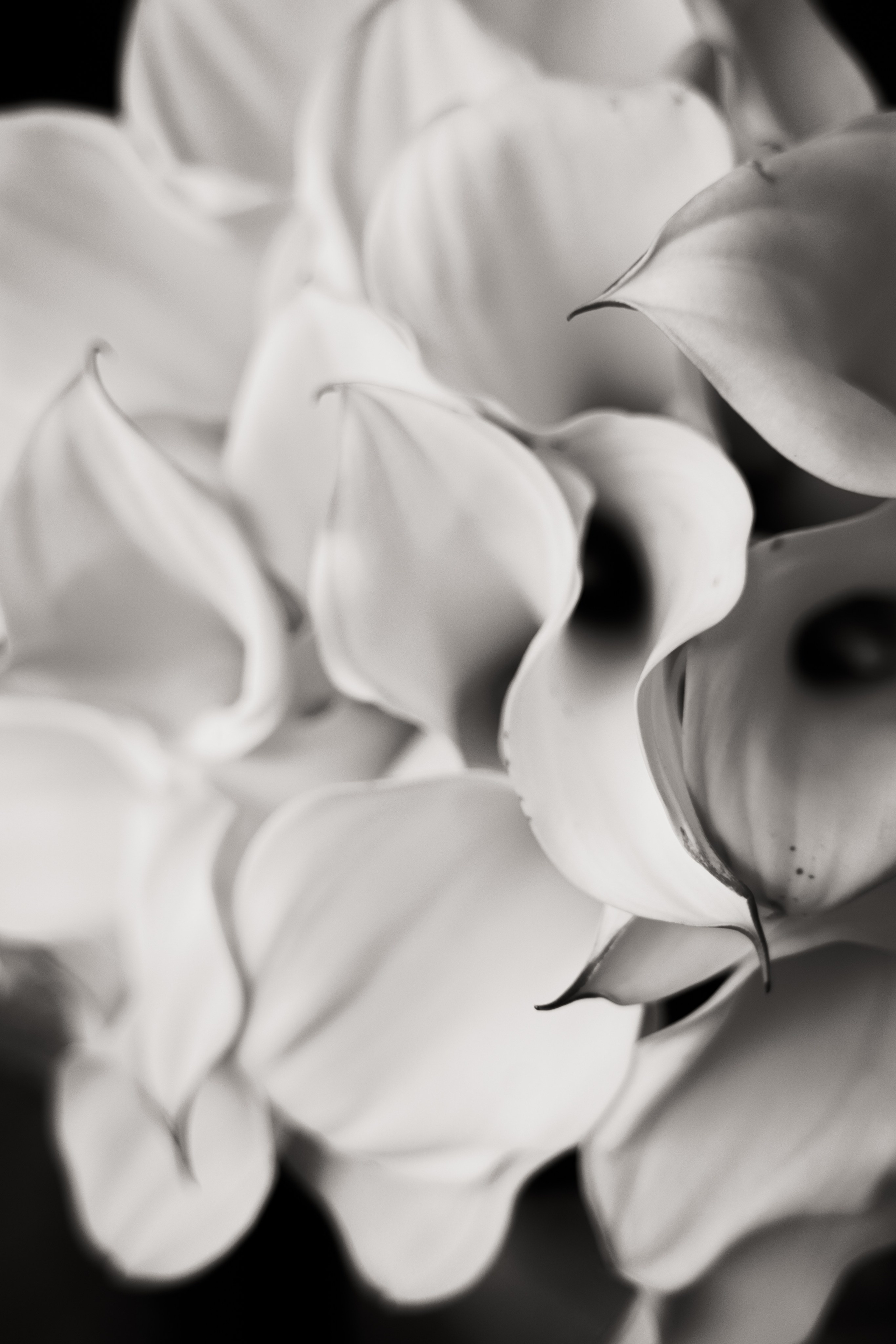 Свадьбы. Фотограф Ирина Чистякова