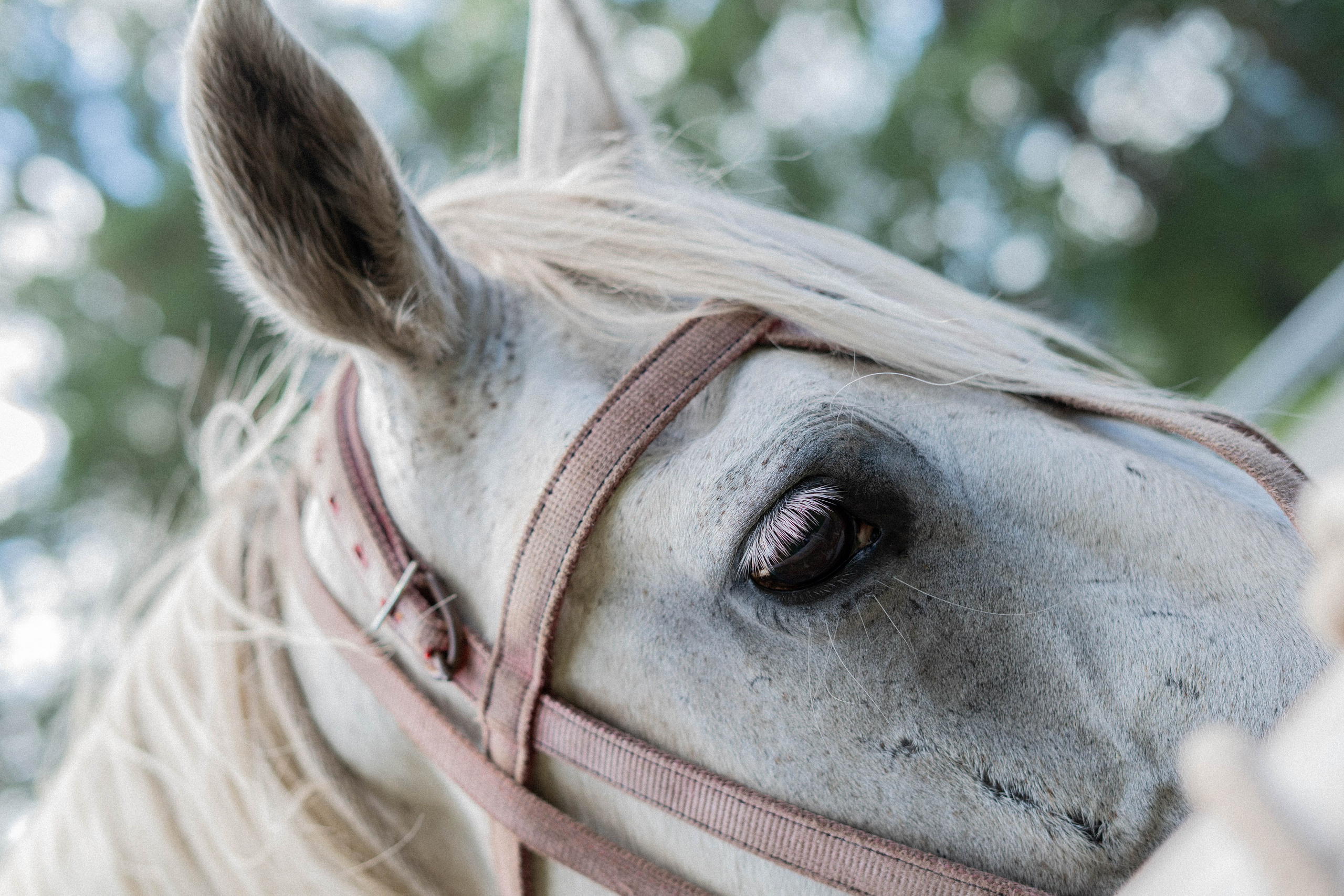 Фотосессия на природе Новосибирск Краснообск