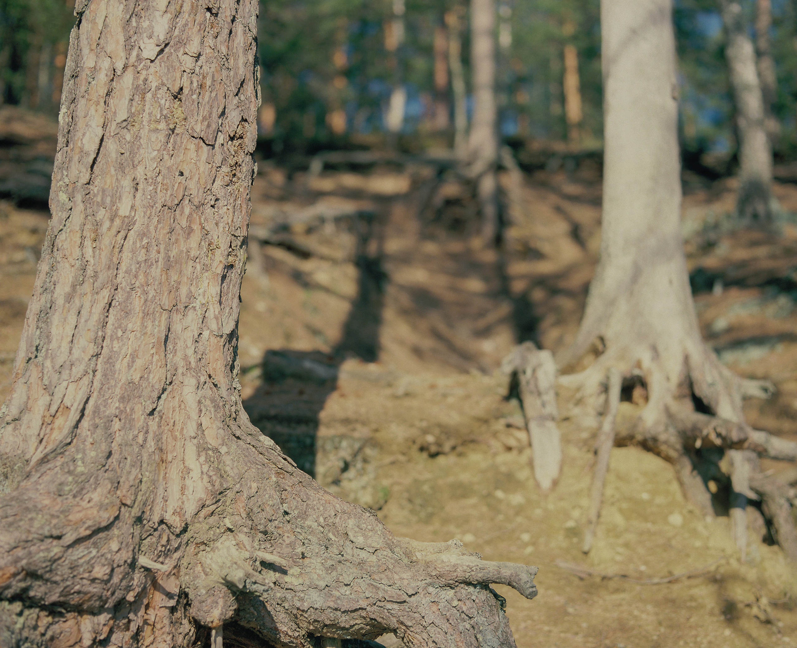 Плёночная весна 2025. Илья Михачёв Фотограф ПРО людей