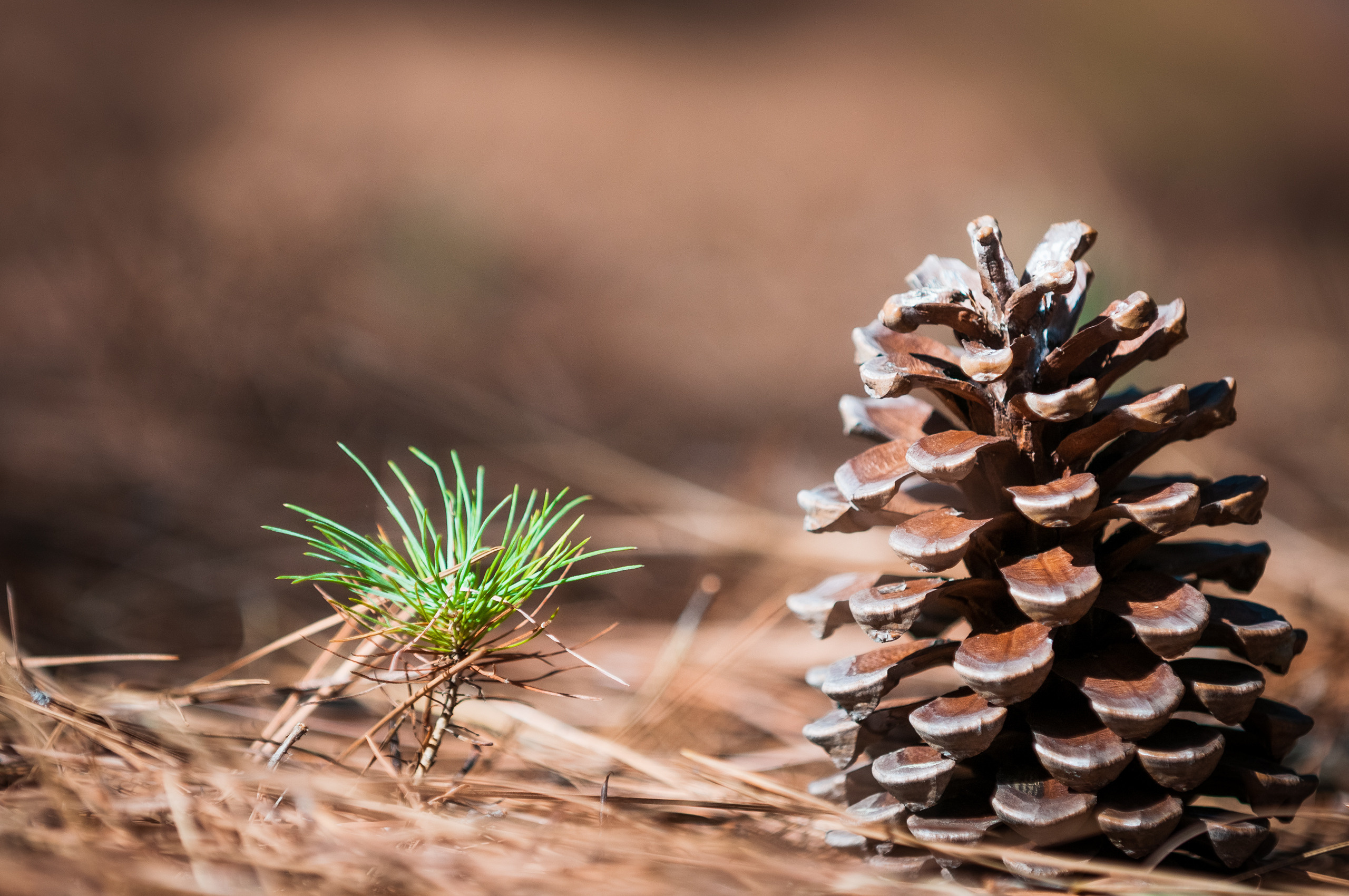 Эль Йерро-параллельные миры. Авторские стильные фотокартины