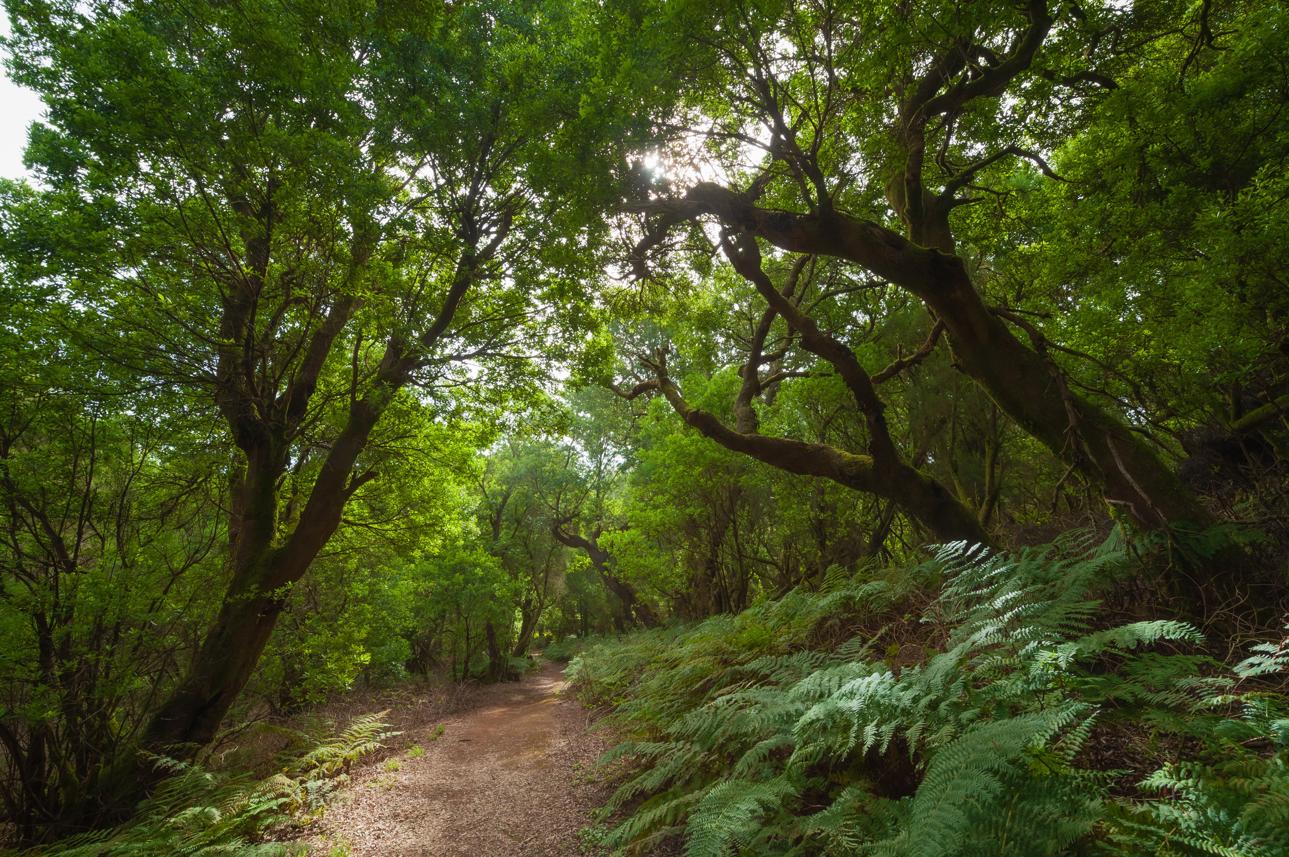 Эль Йерро-параллельные миры. Авторские стильные фотокартины
