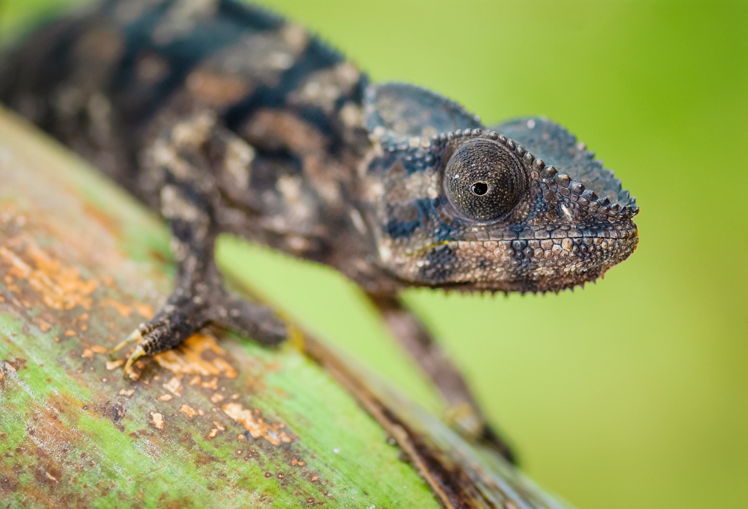 Фотографии макромира для интерьера Вашего дома, квартиры, офиса или да. Авторские стильные фотокартины