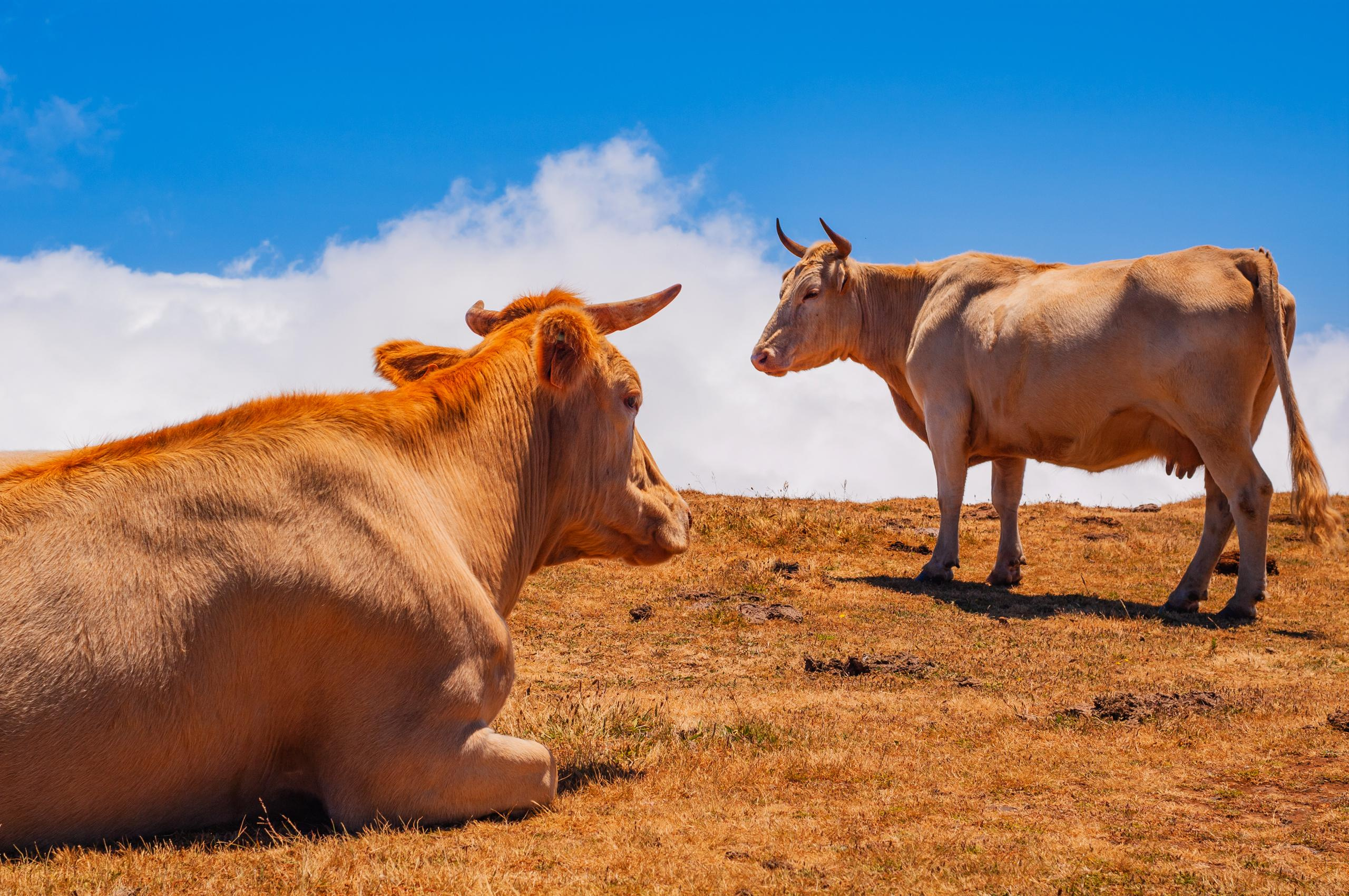 Мадейра, Португалия, коровы на горном плато. Авторская фотография для интерьеров