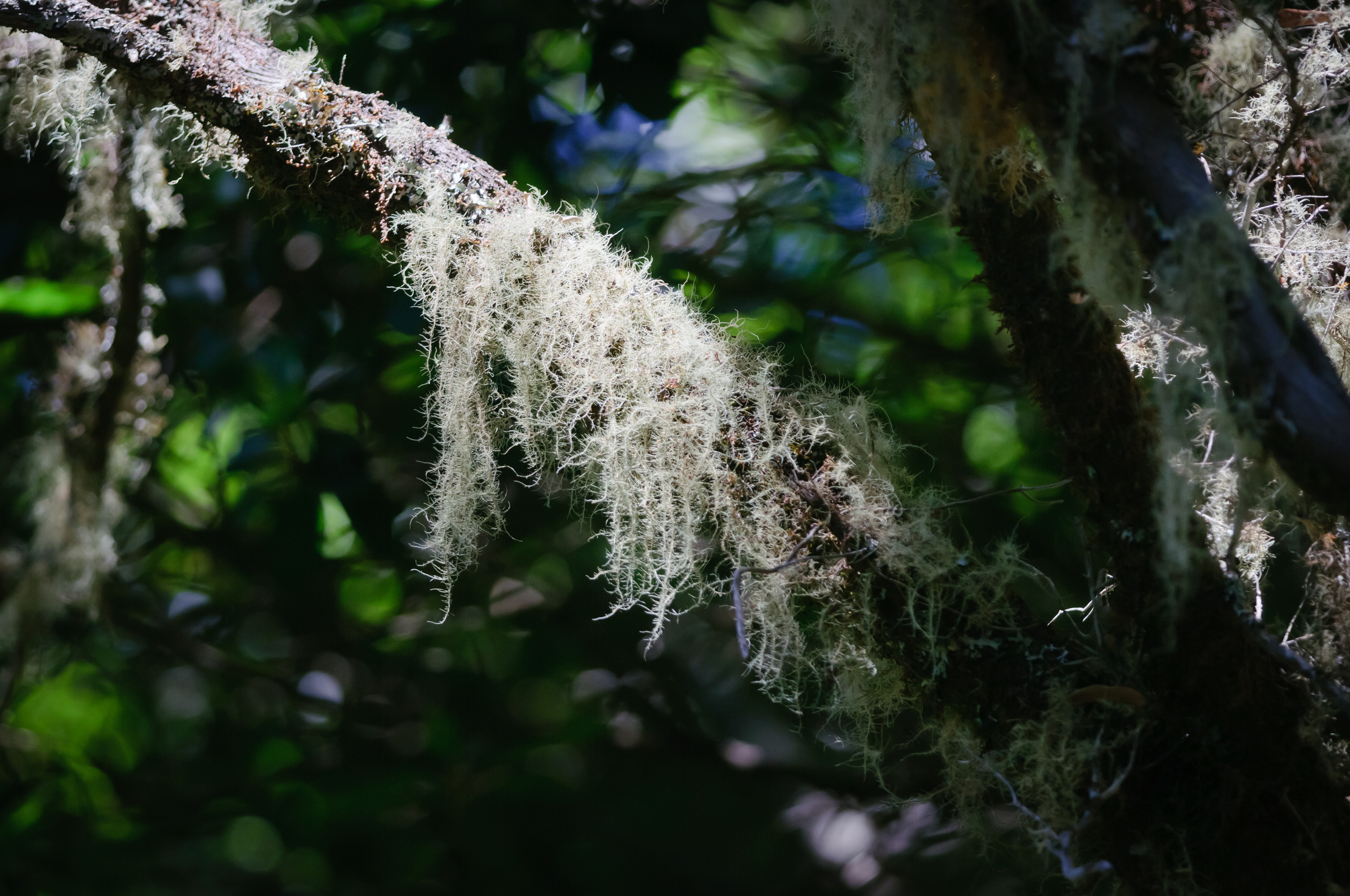 Эль Йерро-параллельные миры. Авторские стильные фотокартины