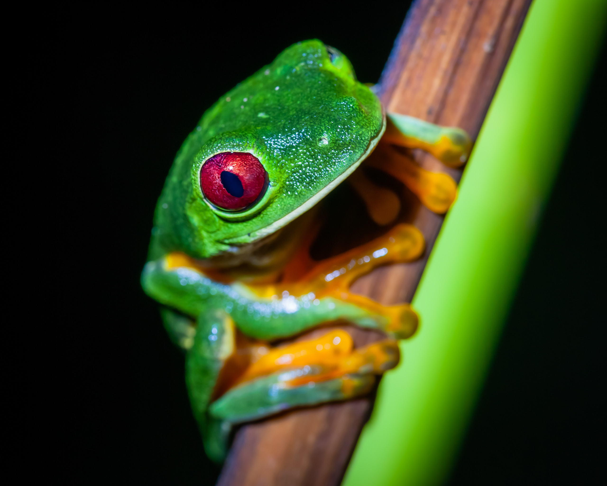 Фотографии макромира для интерьера Вашего дома, квартиры, офиса или да. Авторские стильные фотокартины