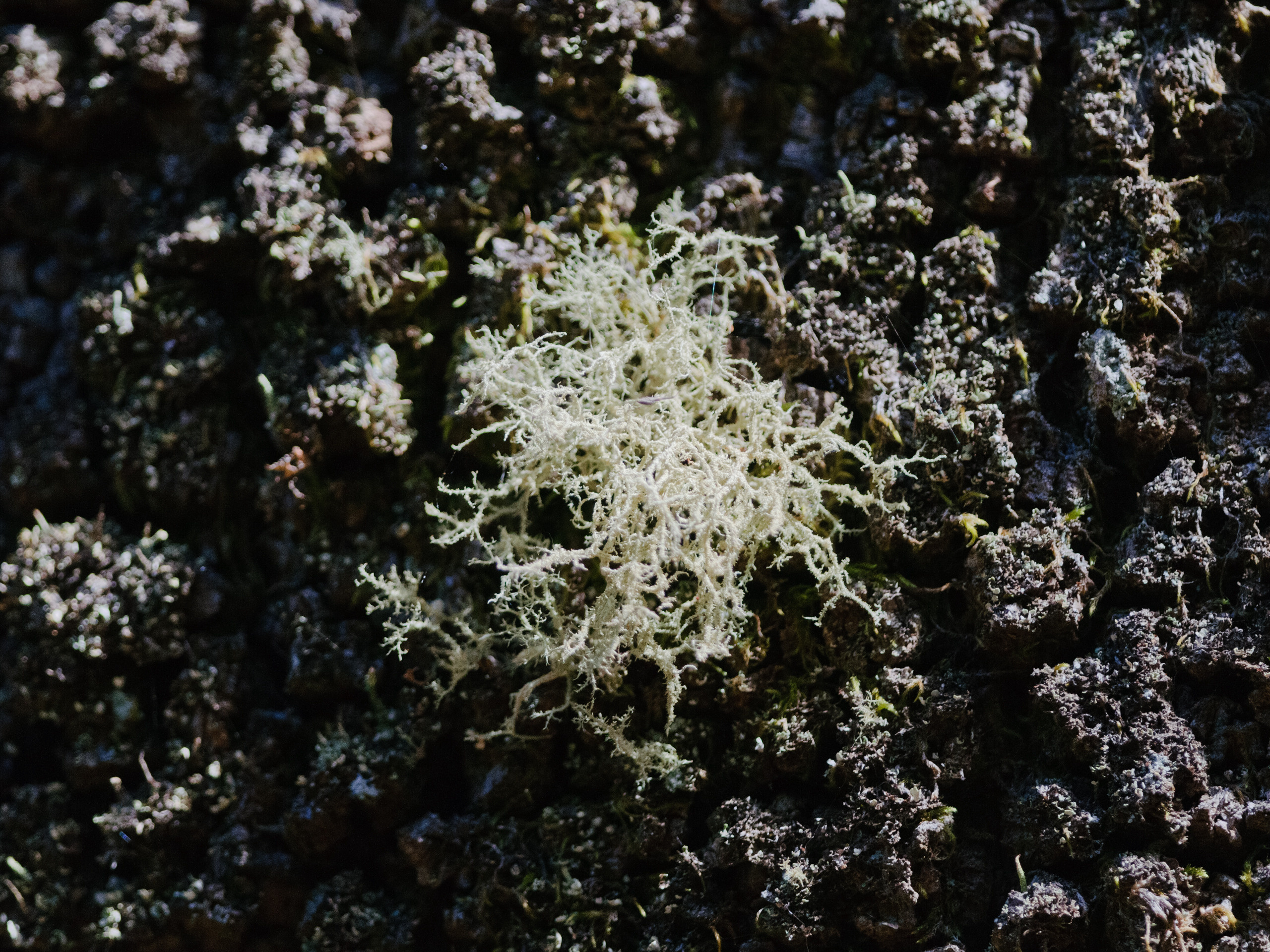 Эль Йерро-параллельные миры. Авторские стильные фотокартины