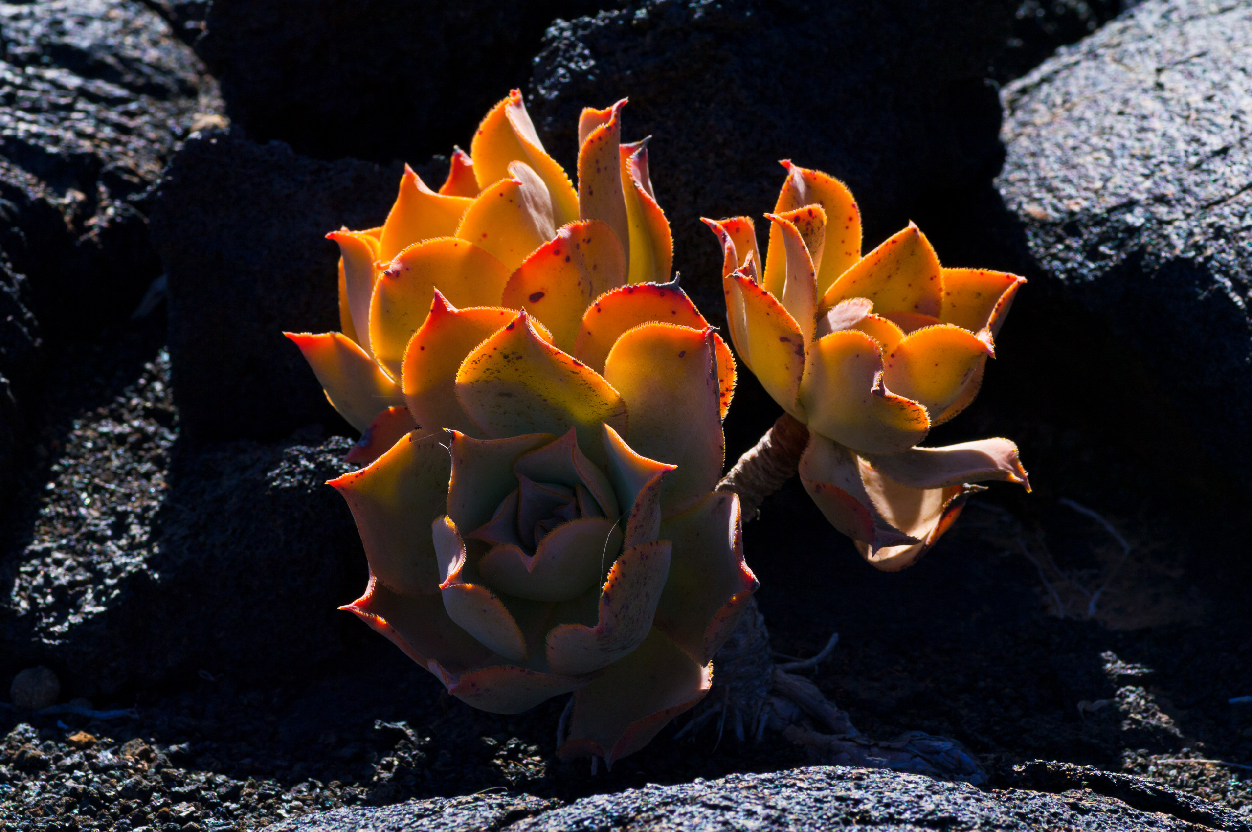 Эль Йерро-параллельные миры. Авторские стильные фотокартины