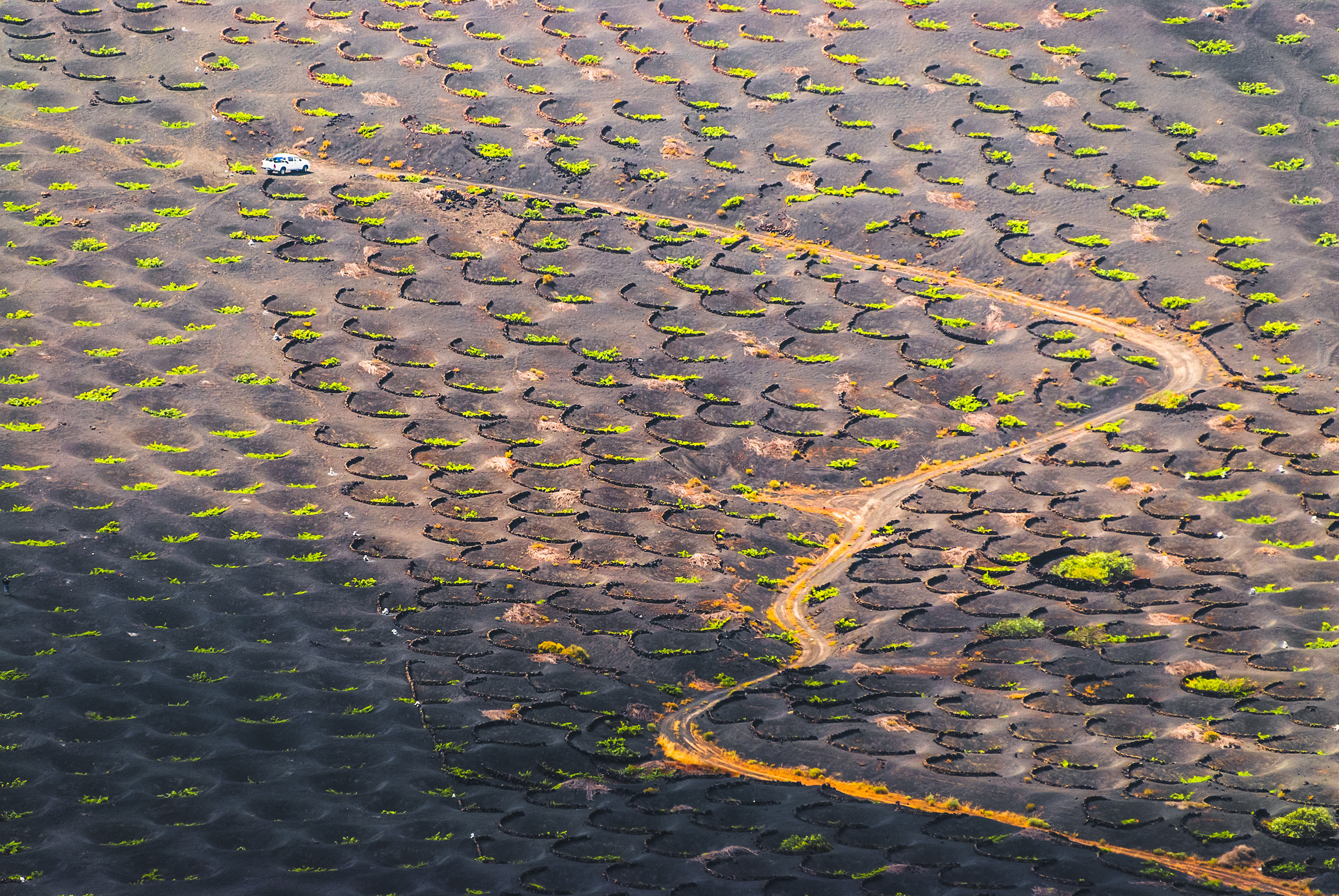 Лансароте, Канарские острова, виноградник на полях из лавы и местный фермер со своей машиной. Авторская фотография для интерьеров