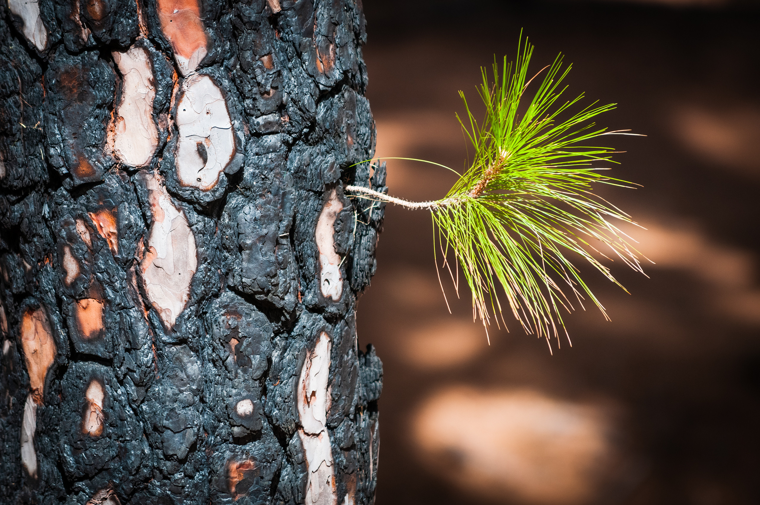 Эль Йерро-параллельные миры. Авторские стильные фотокартины
