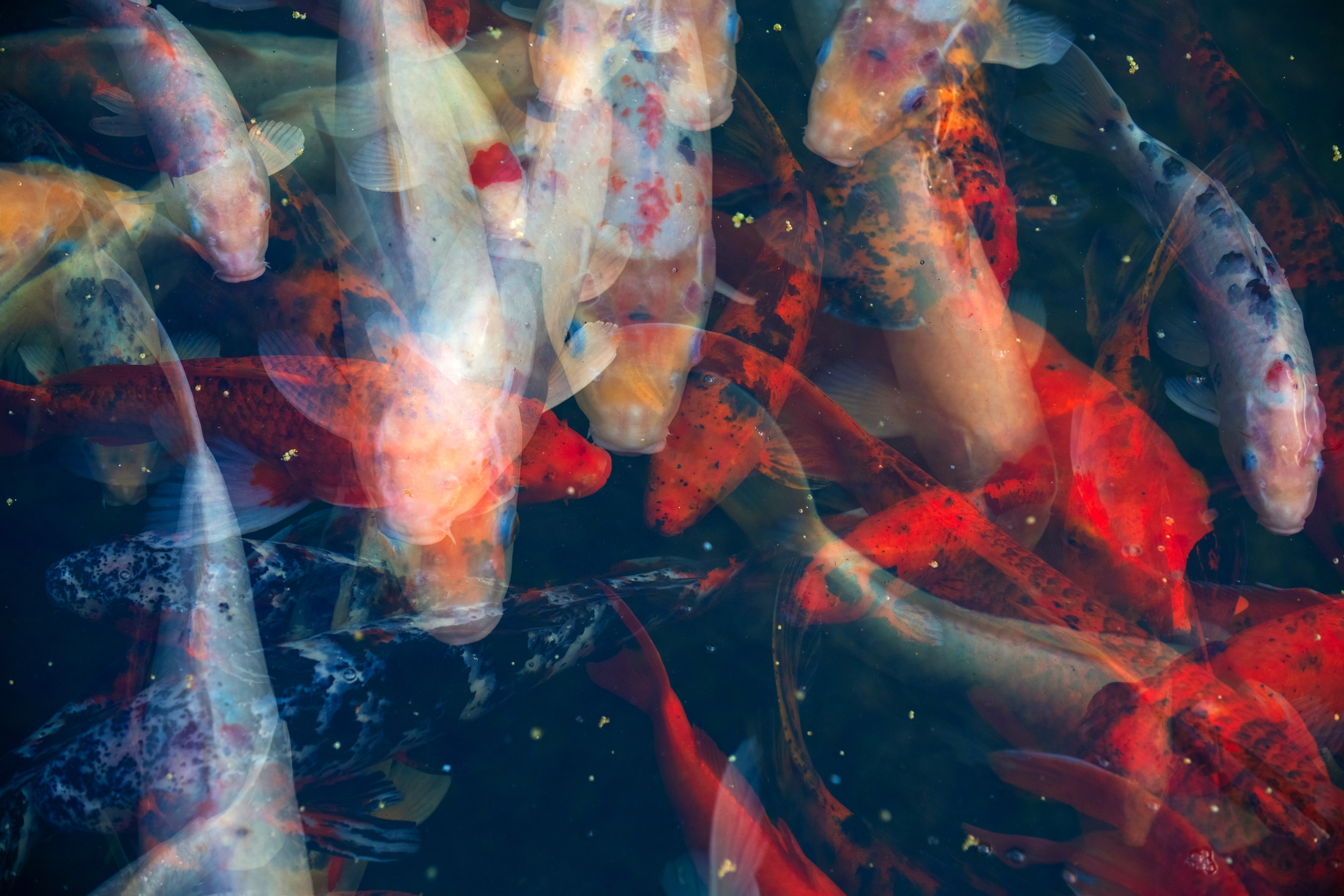 Карп Кои, Авторская фотография для интерьеров