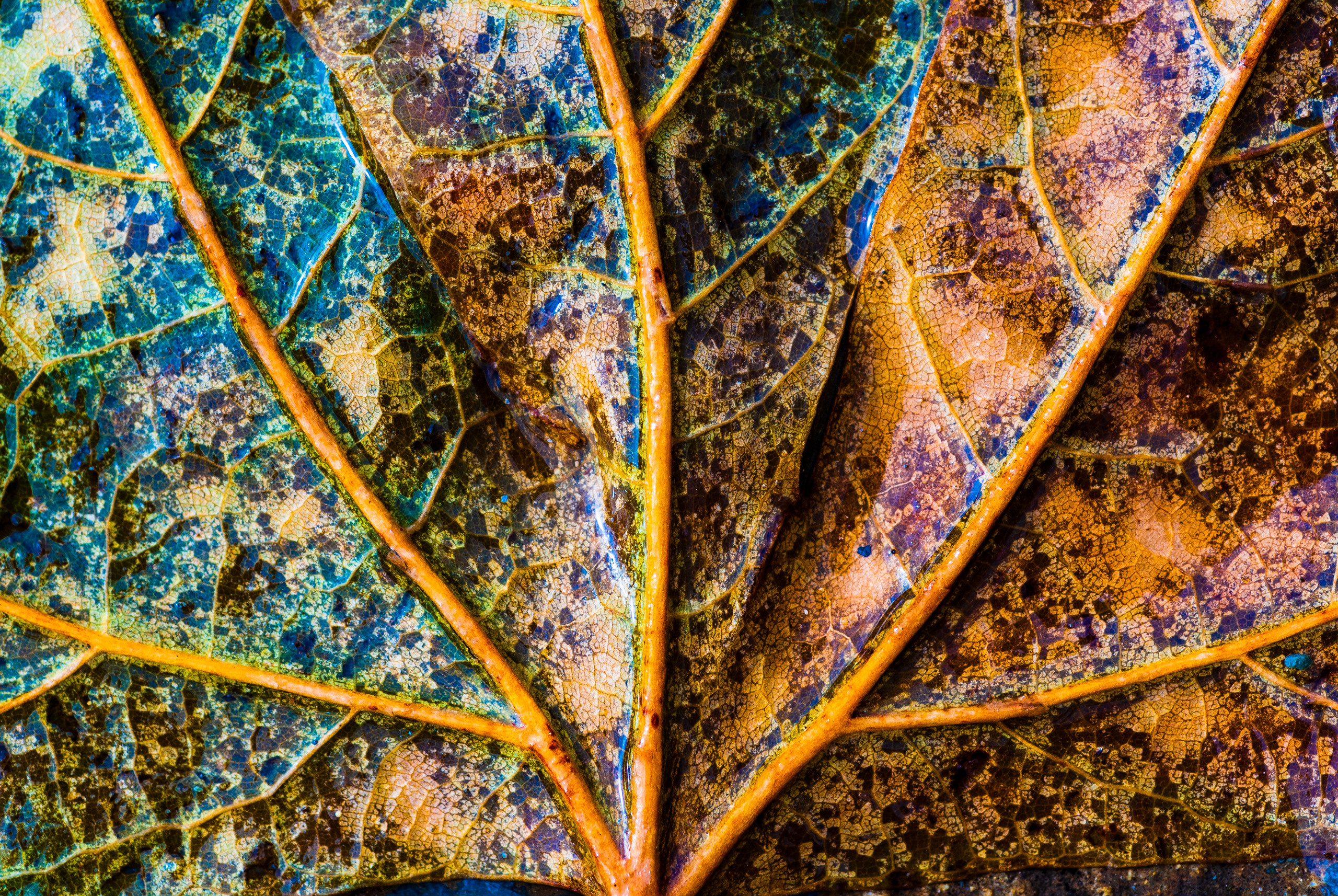Осенний лист с прожилками. Авторская фотография для интерьеров