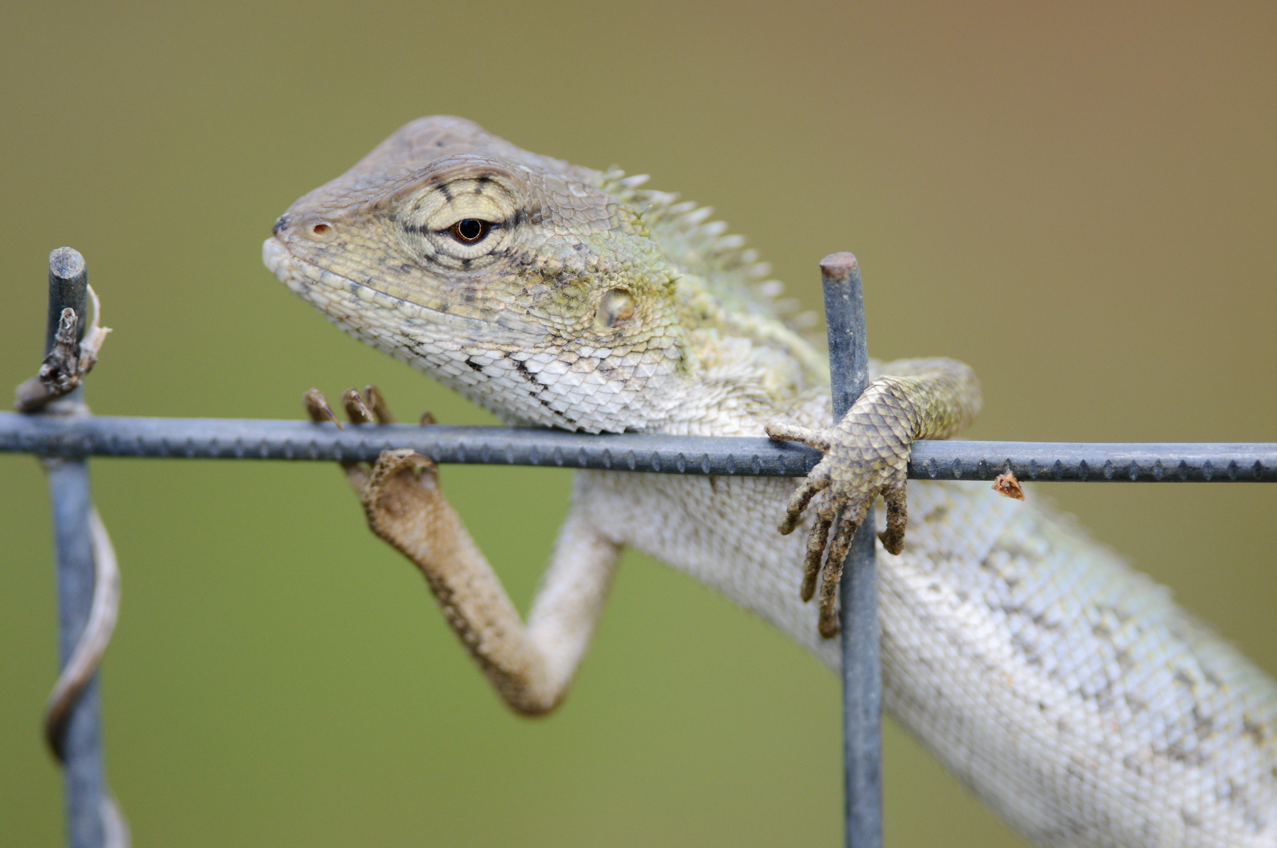 Фотографии макромира для интерьера Вашего дома, квартиры, офиса или да. Авторские стильные фотокартины