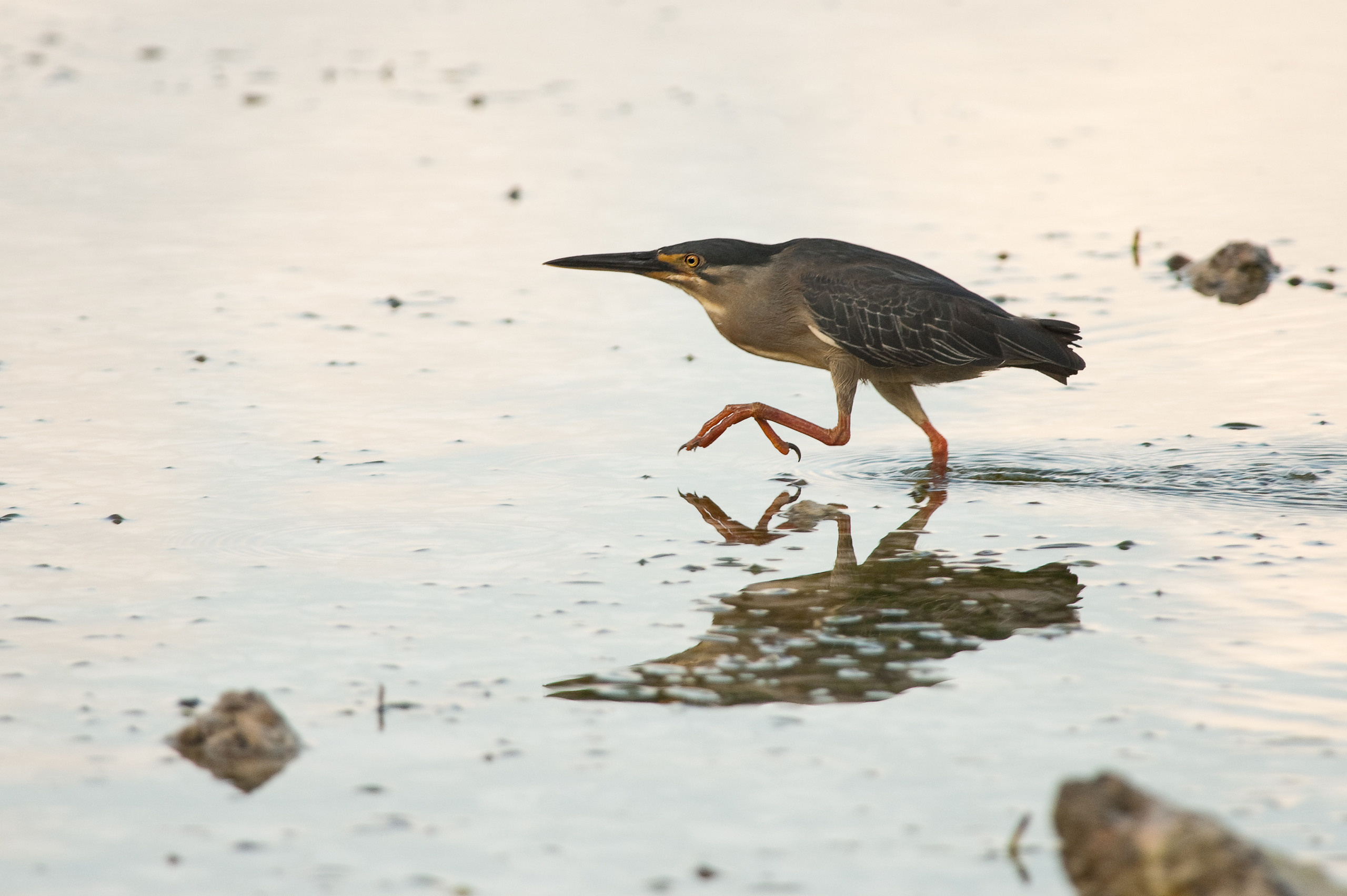 Фотографии макромира для интерьера Вашего дома, квартиры, офиса или да. Авторские стильные фотокартины