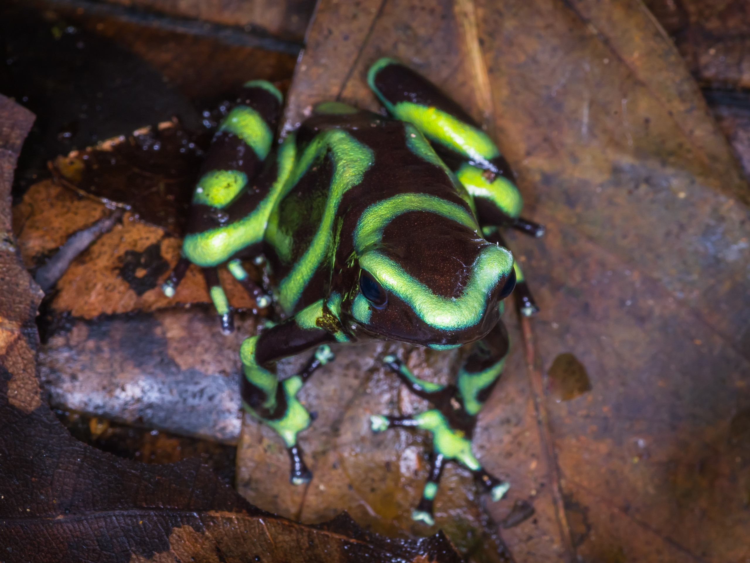 Фотографии макромира для интерьера Вашего дома, квартиры, офиса или да. Авторские стильные фотокартины