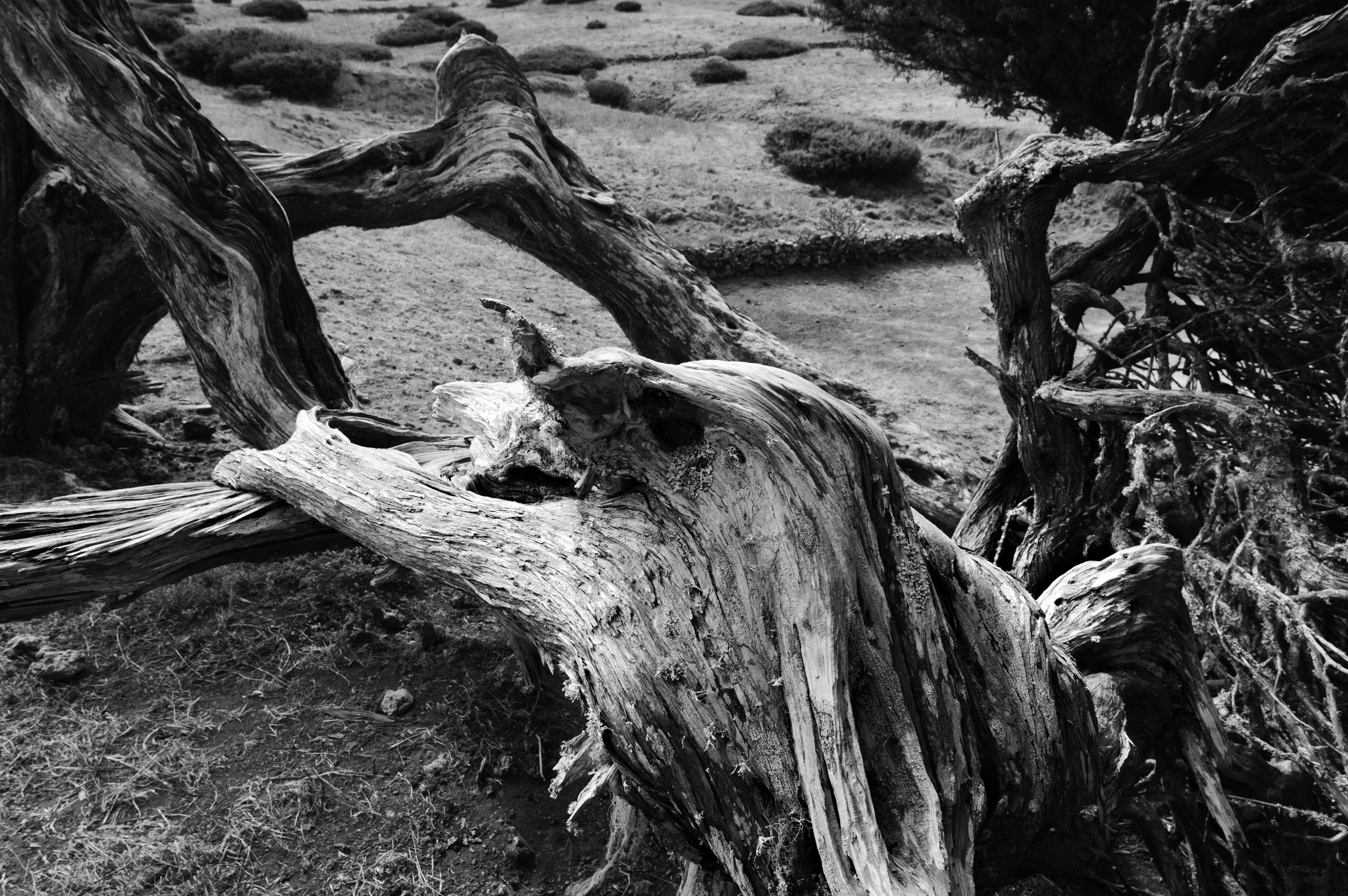 Эль Йерро-параллельные миры. Авторские стильные фотокартины