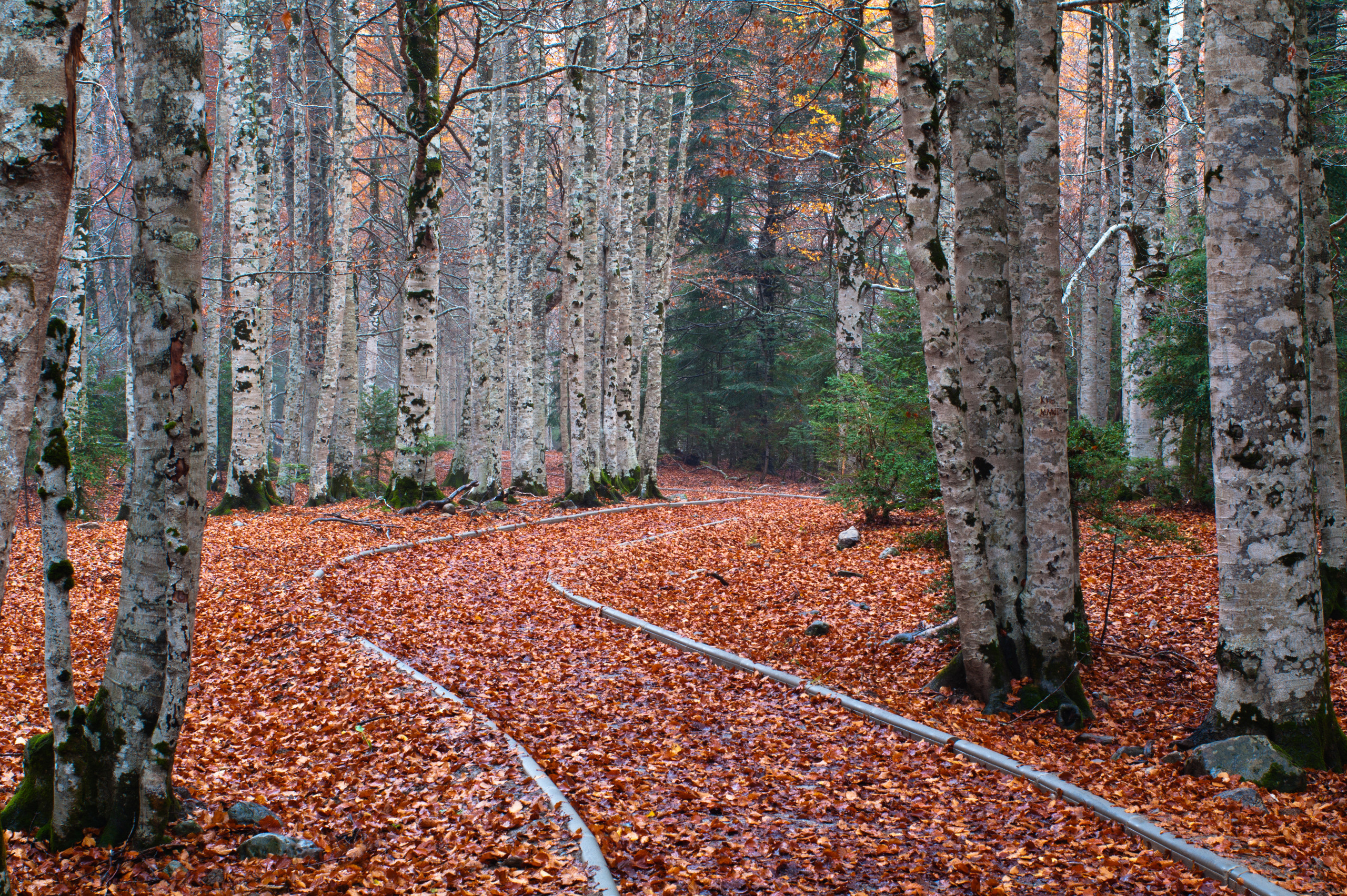 Осенний пейзаж. Прогулочная тропа, засыпанная опавшими красными листьями в Испанском национальном парке Ордеса и Монте Пердидо. Горное ущелье Анискло. Авторская фотография для интерьеров