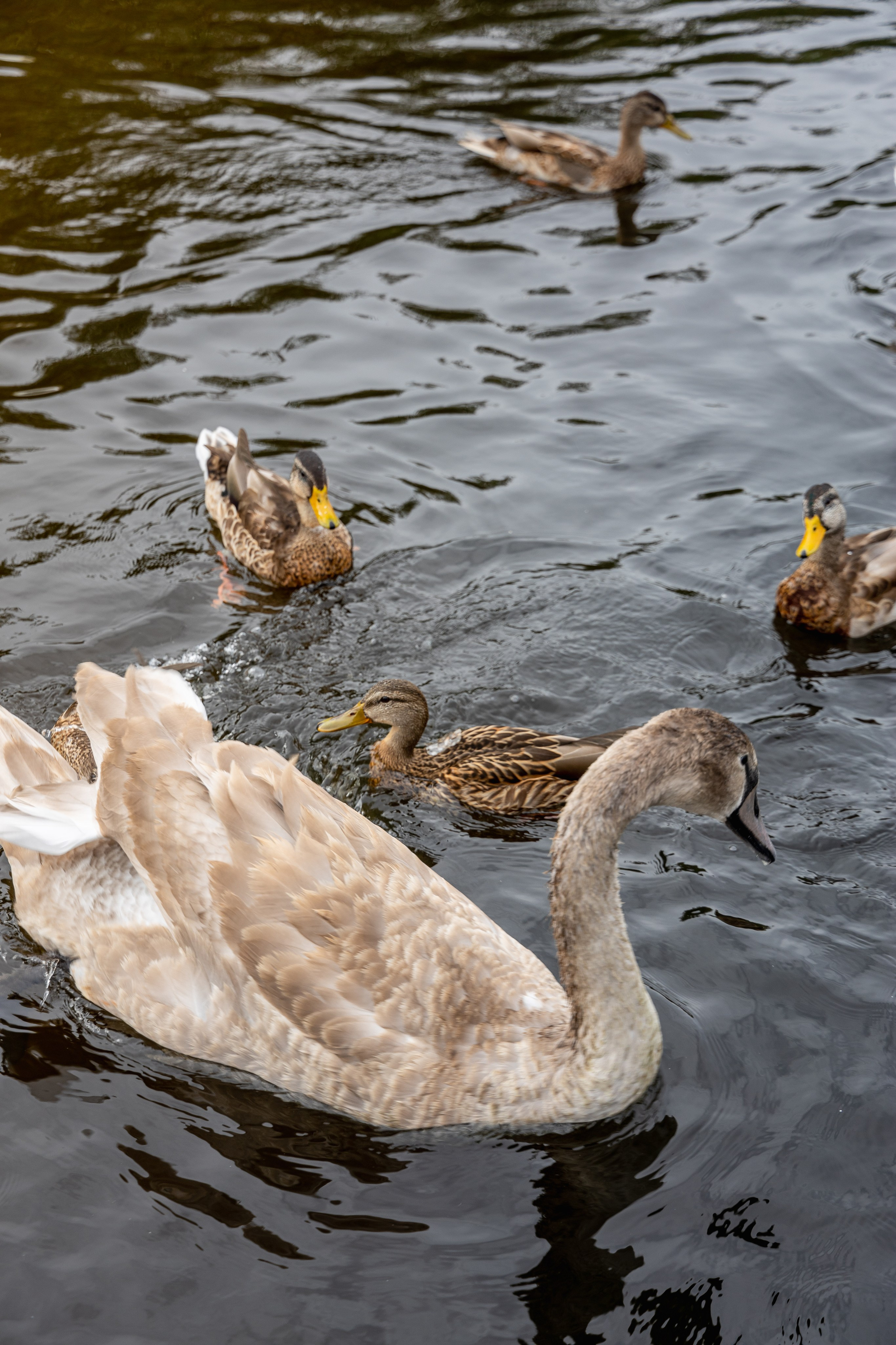 Сергей и Алина | Янтарный. Фотограф Елена Медок Калининград