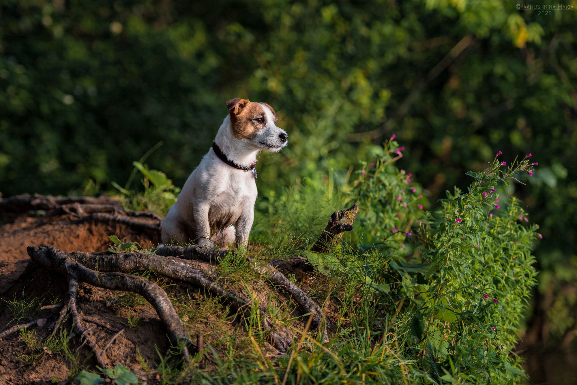 Фотограф-анималист. Фотограф собак в Москве и Московской области Иванушкина Мария