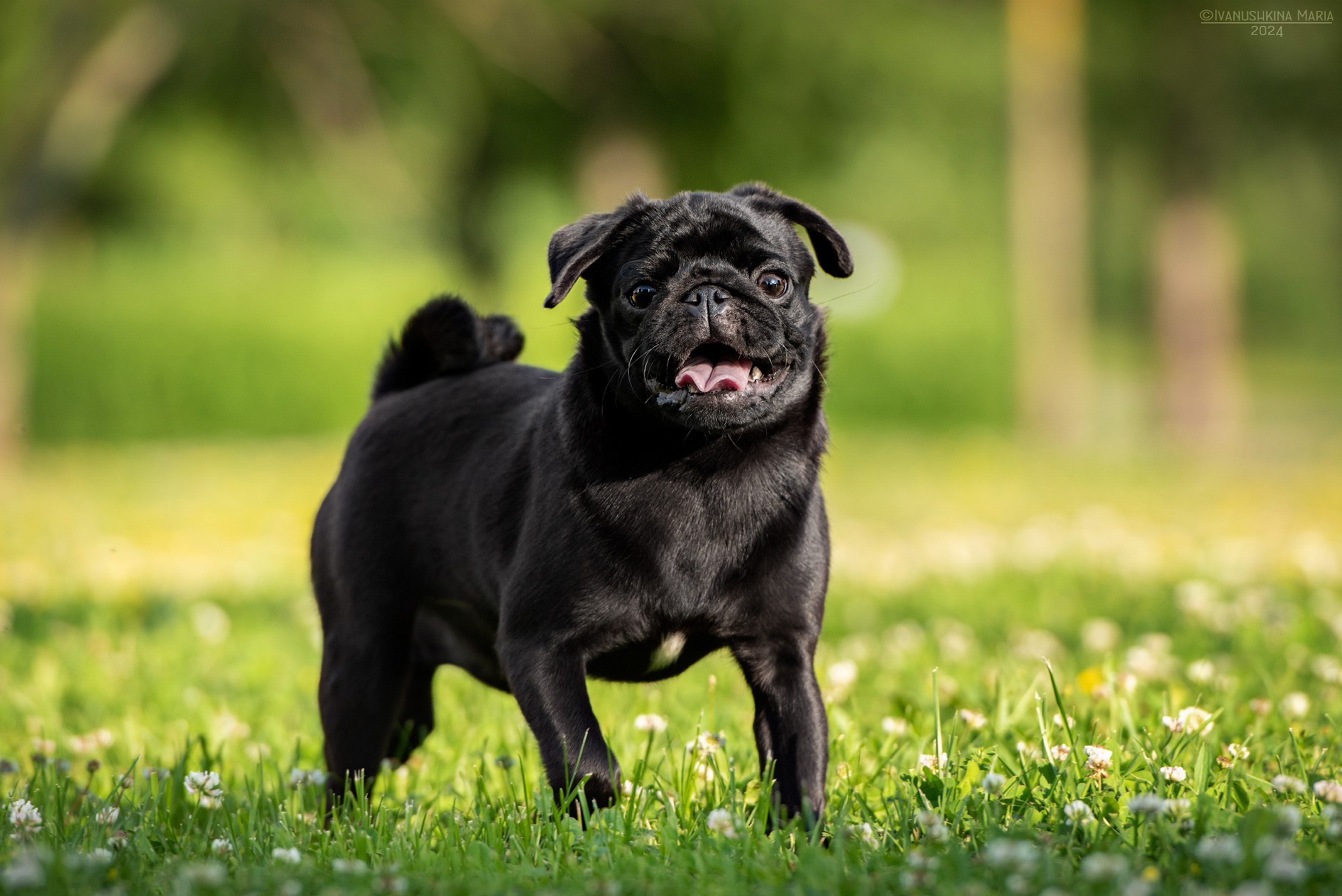 Фотосессия щенков на продажу. Фотограф собак в Москве и Московской области Иванушкина Мария