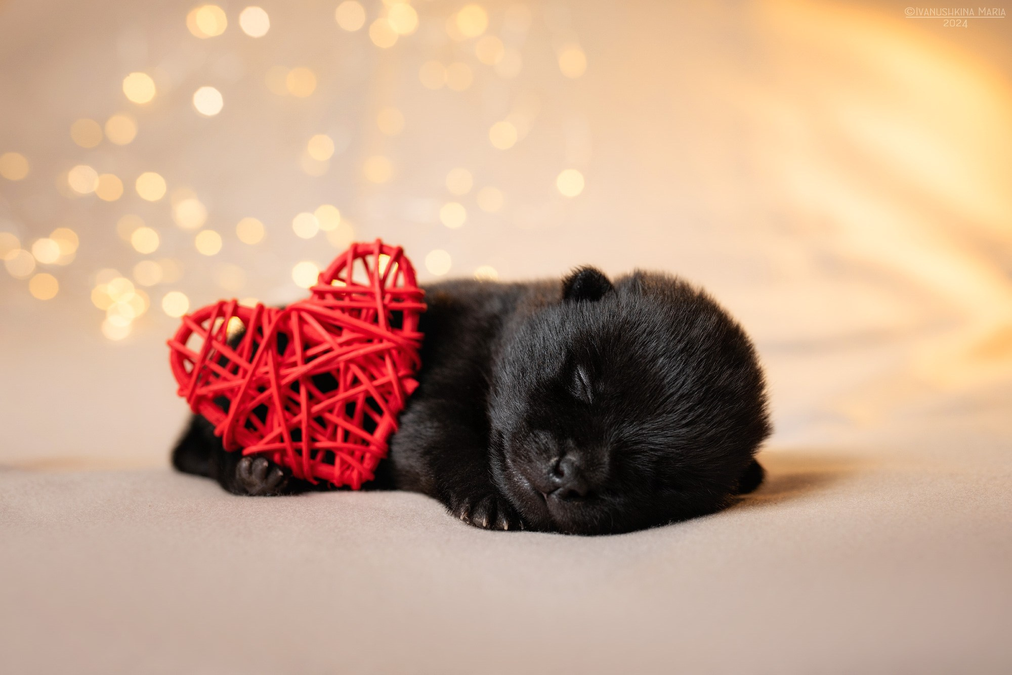 Ньюборн фотосессия щенков. Фотограф собак в Москве и Московской области Иванушкина Мария