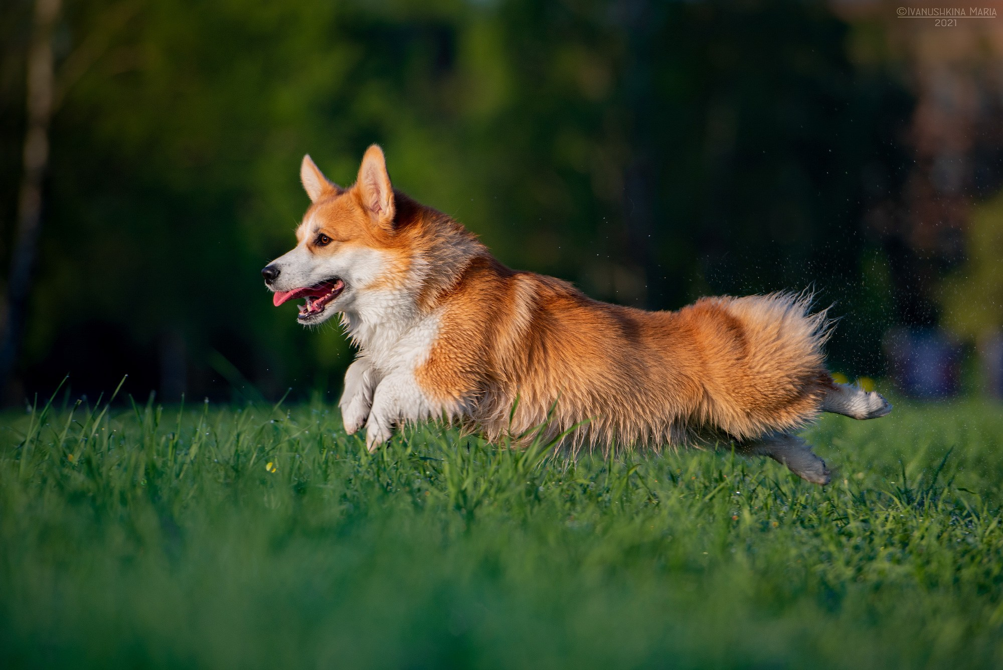 корги бежит