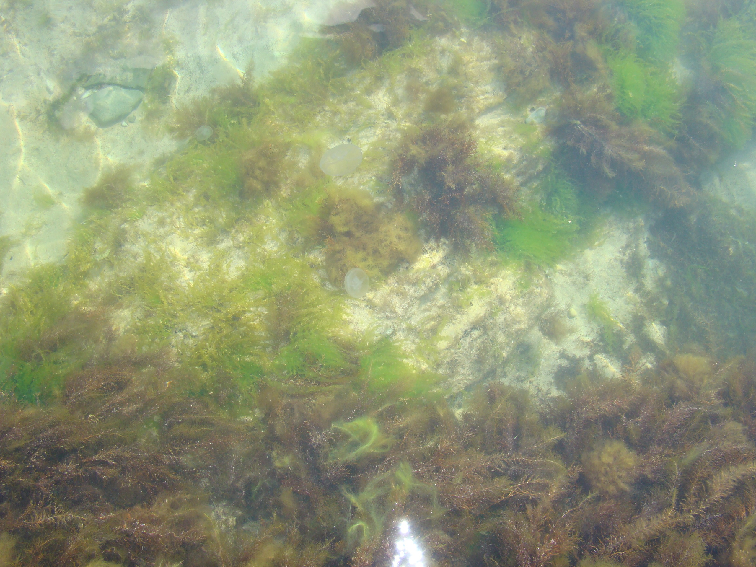 Кабардинка (фото Зевиных) 25.06-24.07.2008. Семейный, Свадебный фотограф СПБ Питер— Романова Екатерина