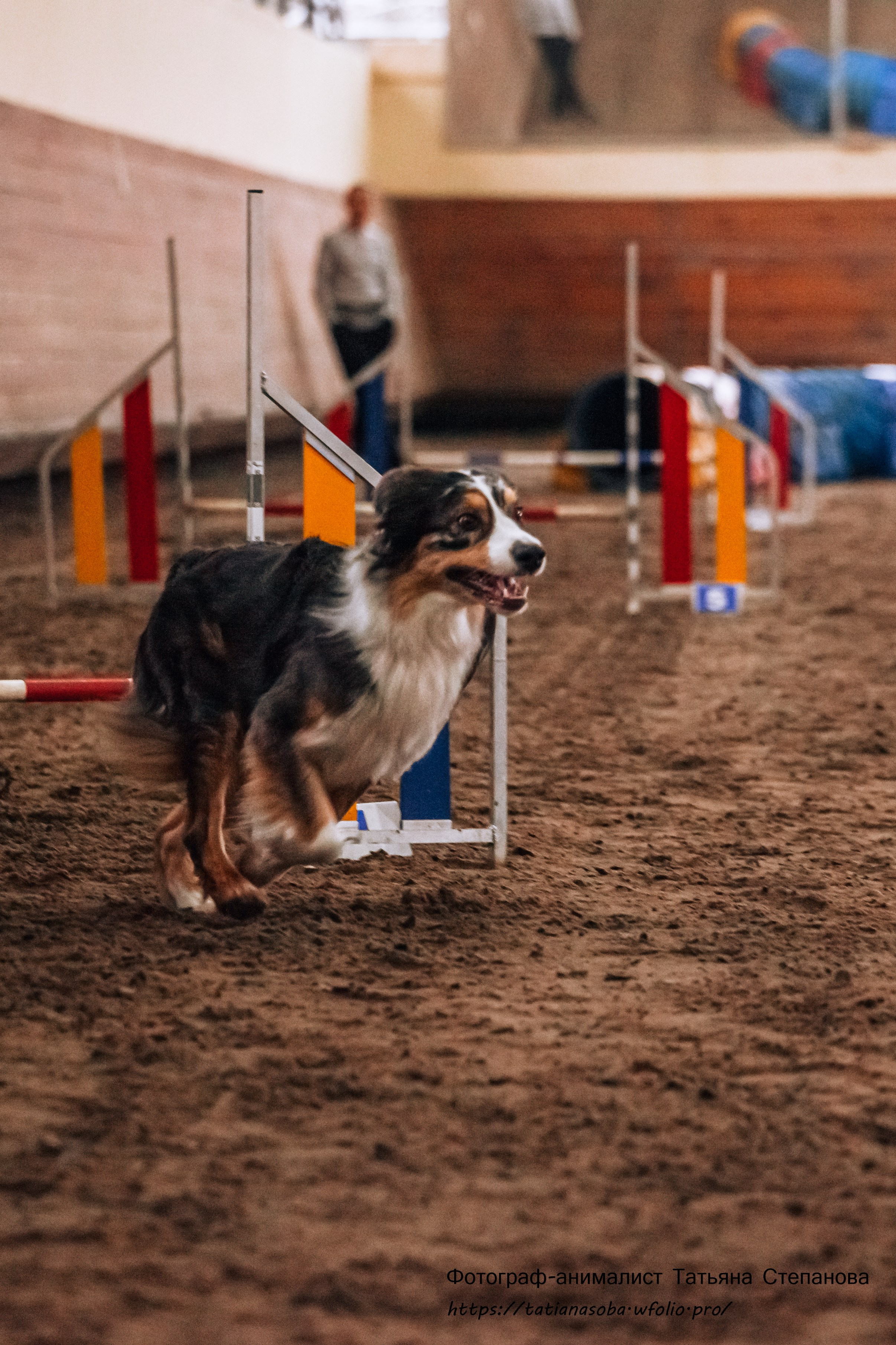 Соревнования по Аджилити 25.02.2024. Фотограф-анималист Татьяна Степанова