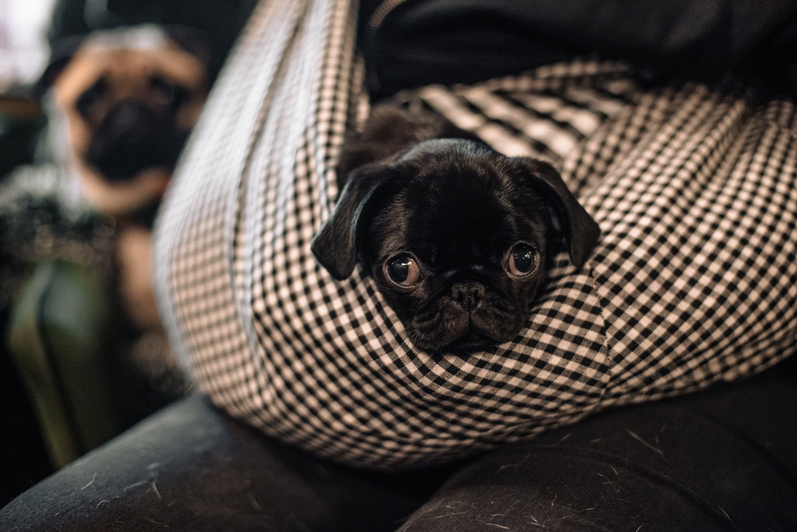 Мопсовстреча 02.12.2023. Фотограф-анималист Татьяна Степанова