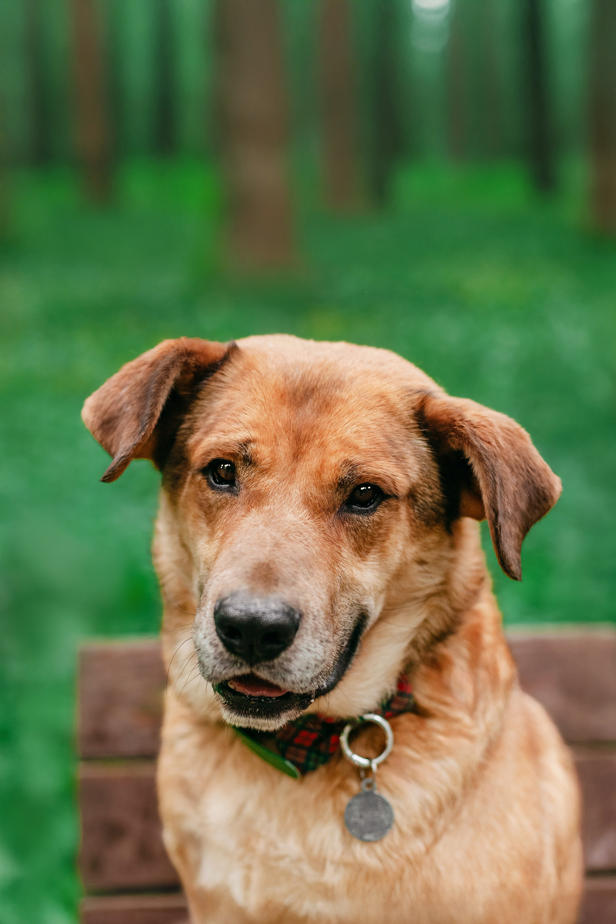 Собаки из приюта Дубовая роща лето 2025. Фотограф-анималист Татьяна Степанова