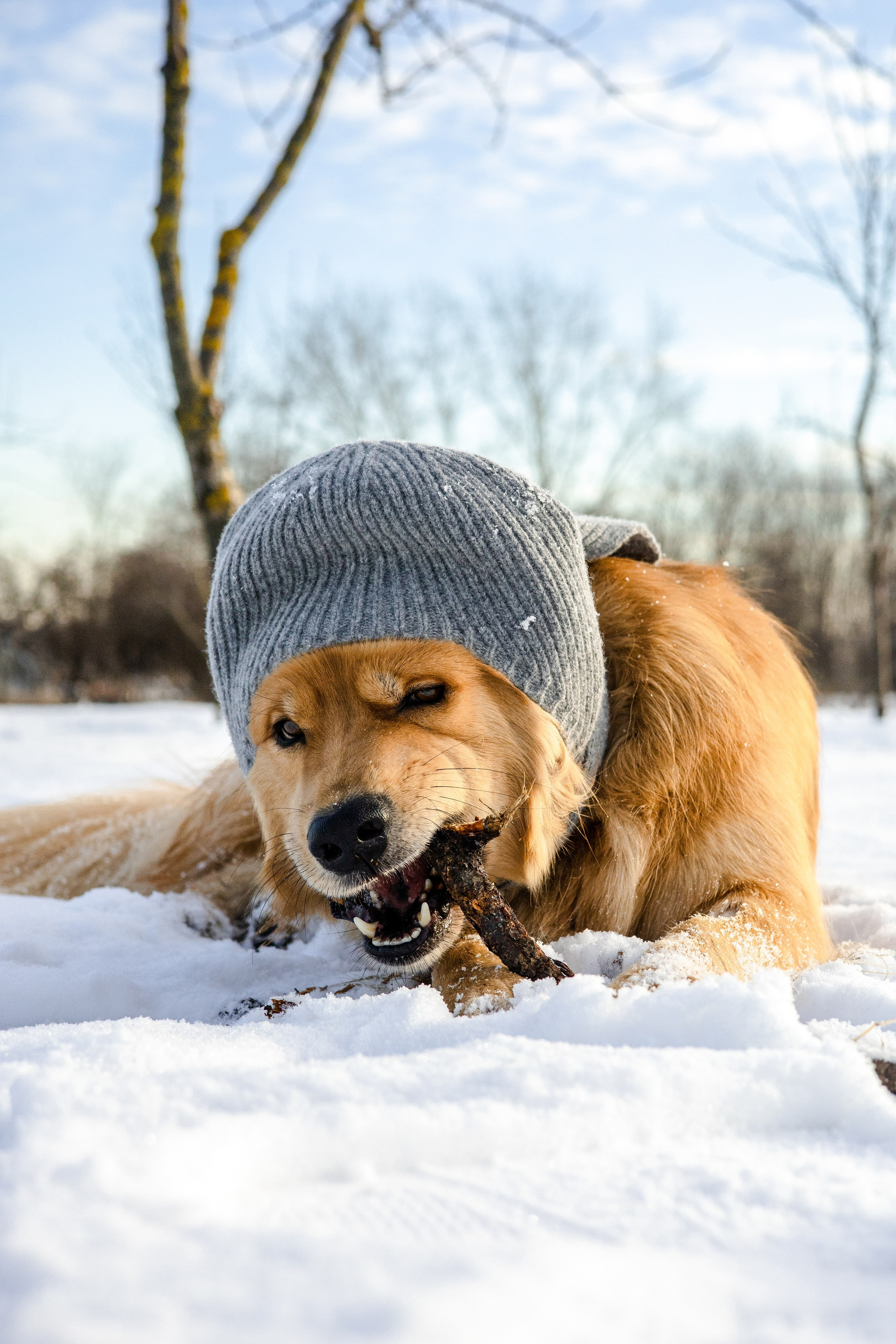 Рыж и Яна. Фотограф-анималист Ксения Шевцова|Москва