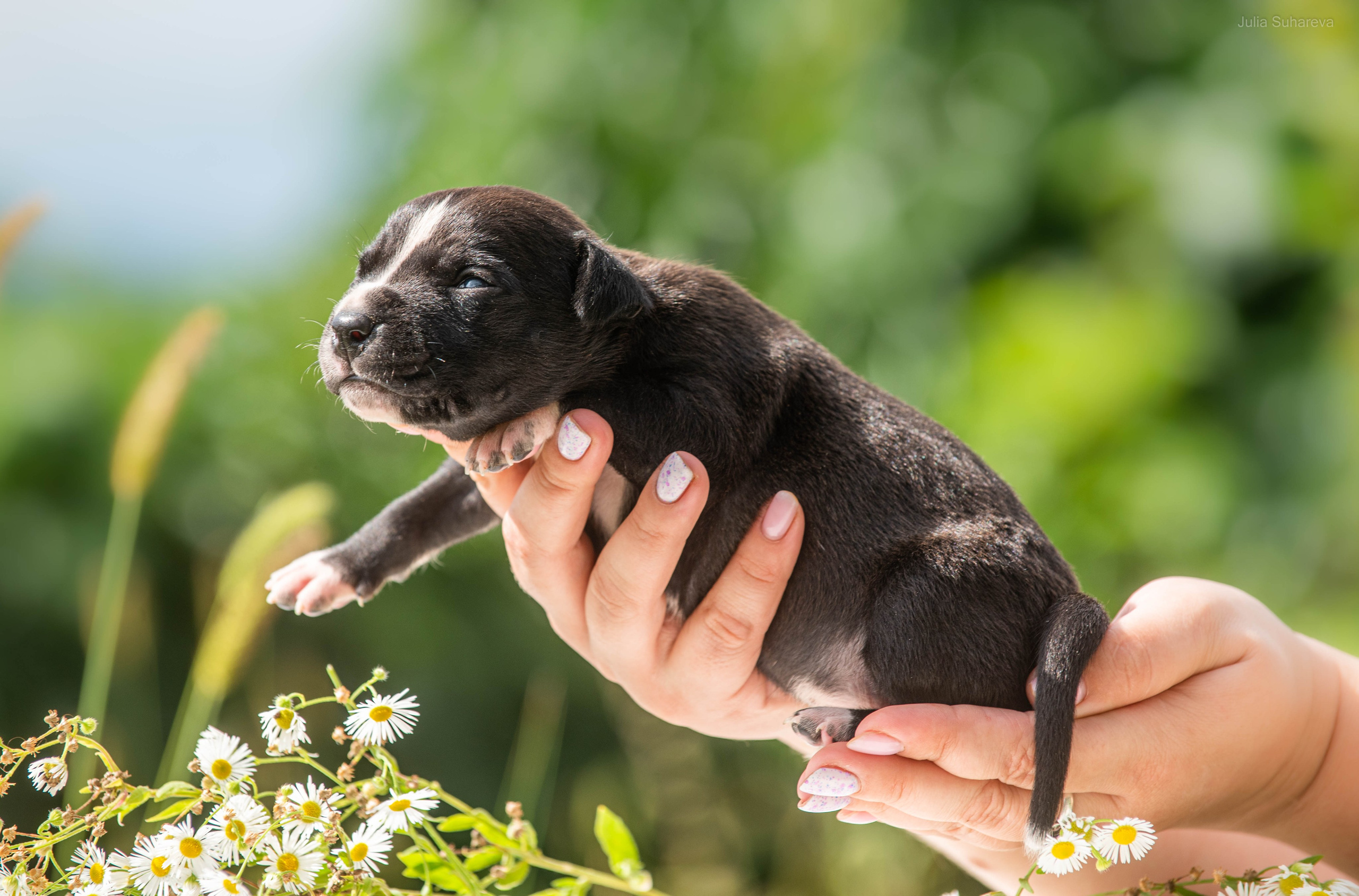 Щенки 2 недели. Главная