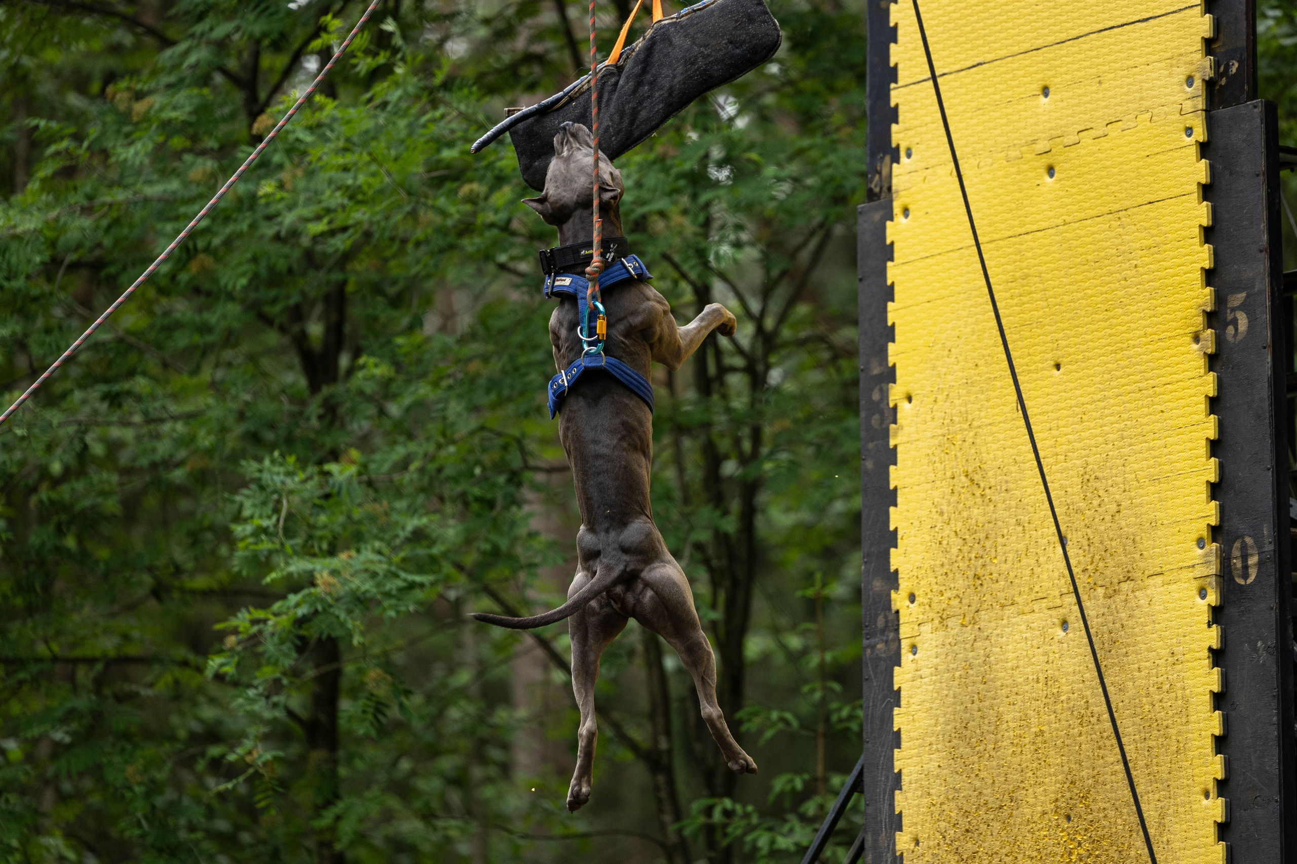 Пит-стафф многоборье. Фотограф-анималист Анна Маринич