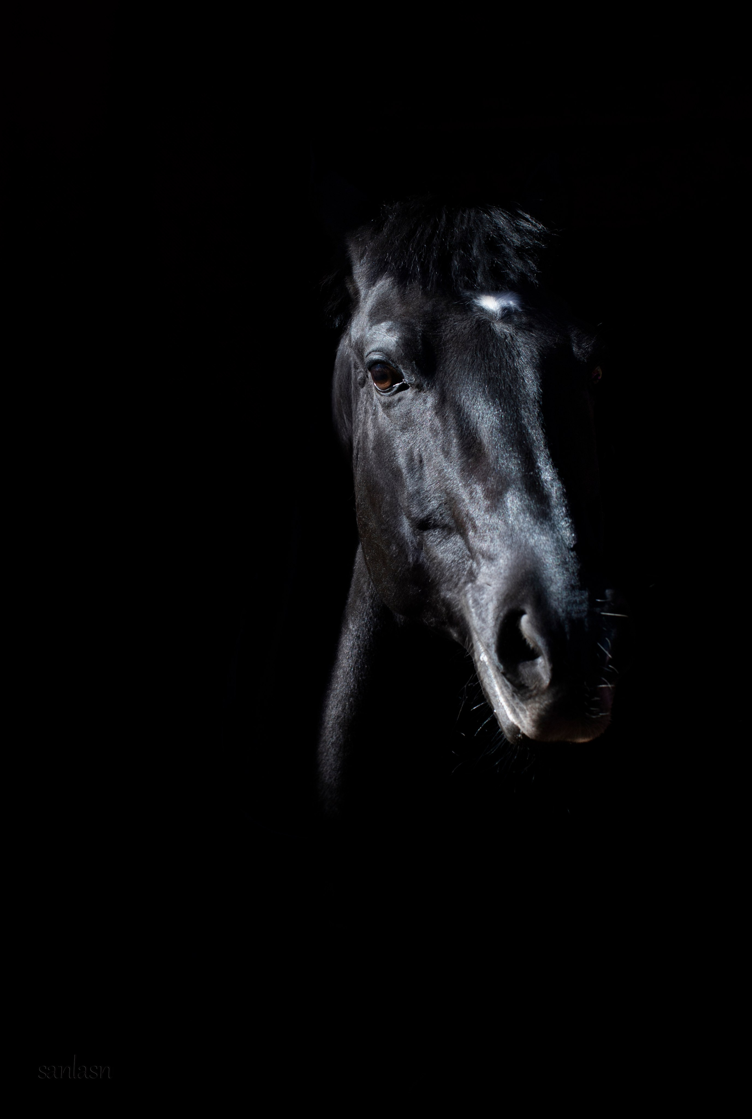 Животные. Фотограф в Москве и в Московской области Сандра