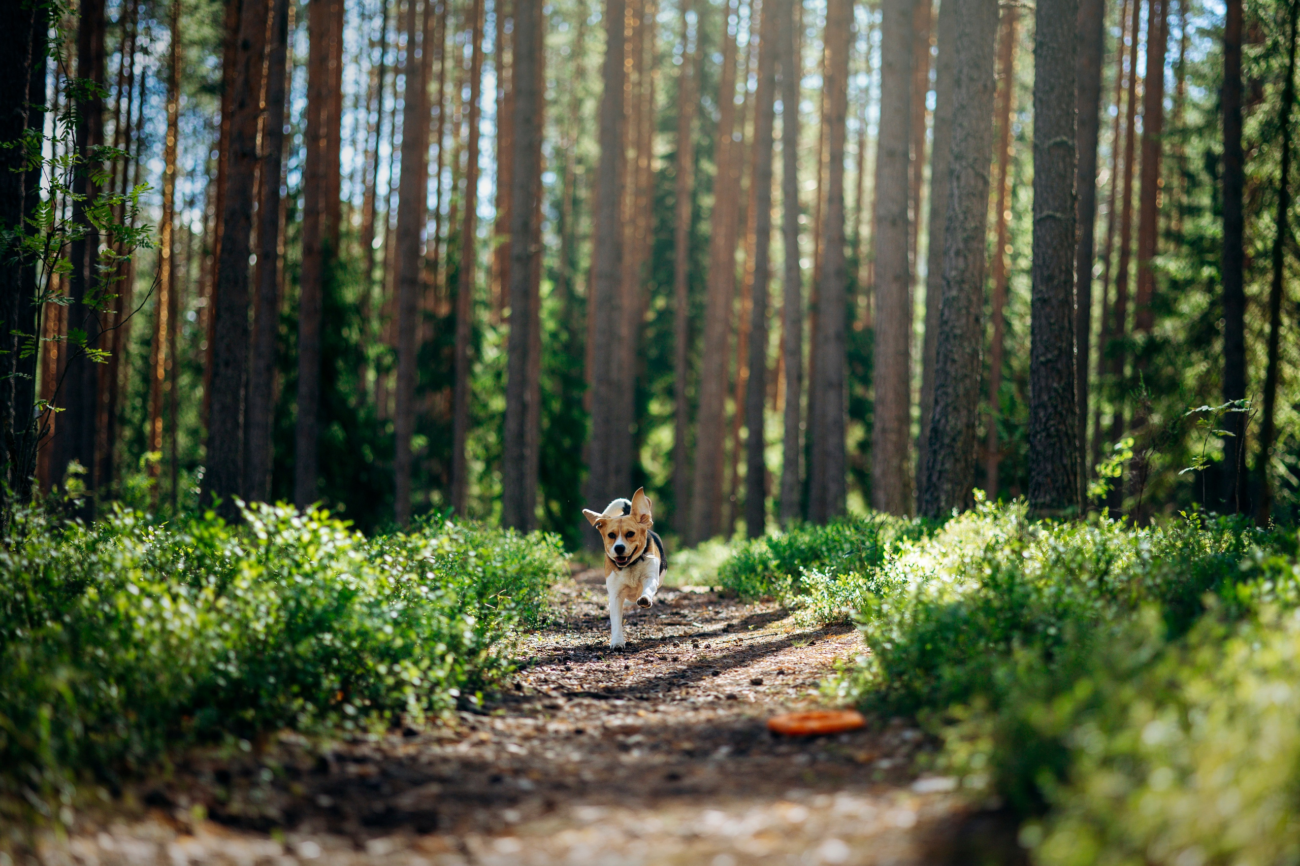 Котофеи и их семья. Фотограф — Анималист | Санкт-Петербург