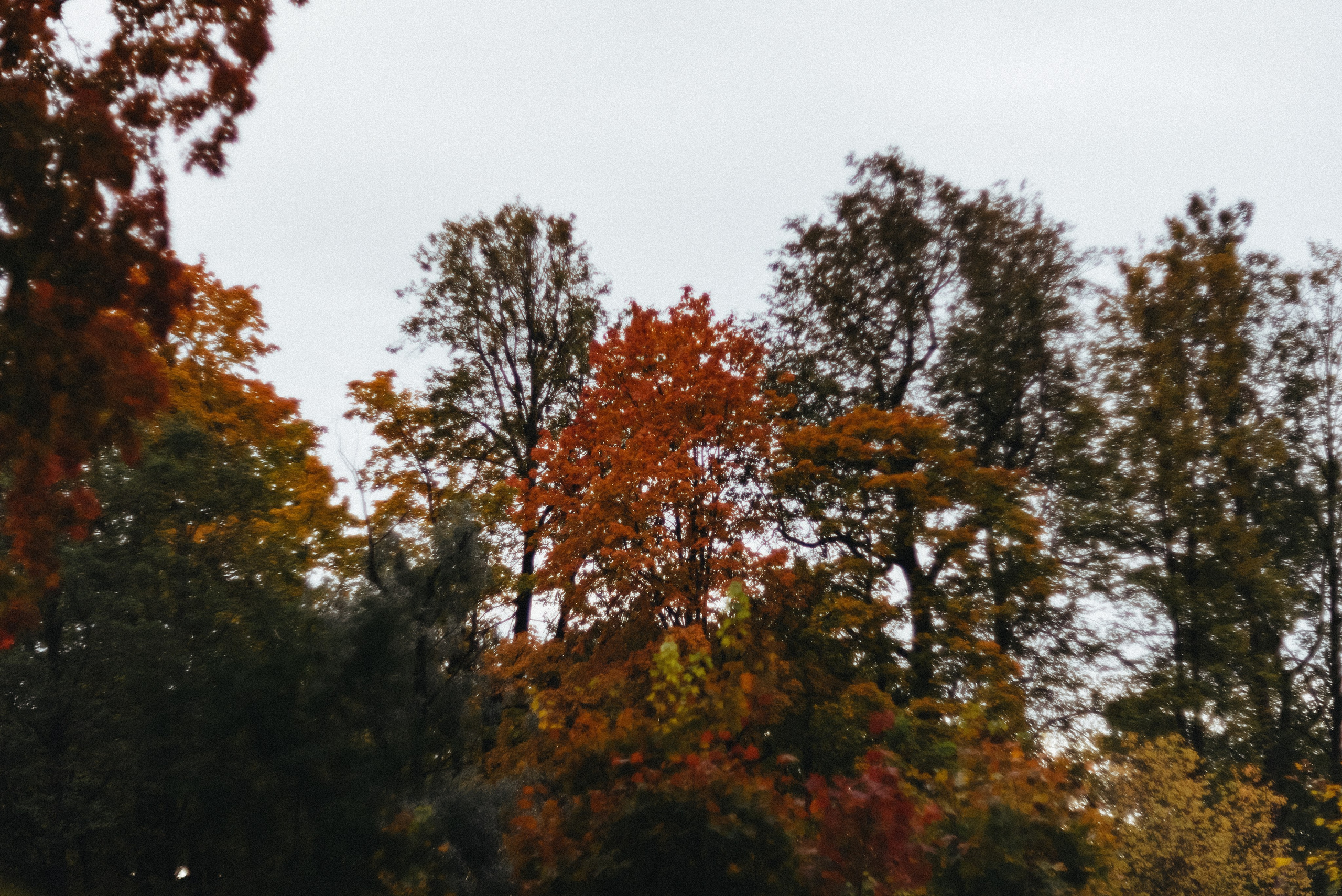 Autumn. Свадебный фотограф Санкт-Петербург DanyaPhotoart