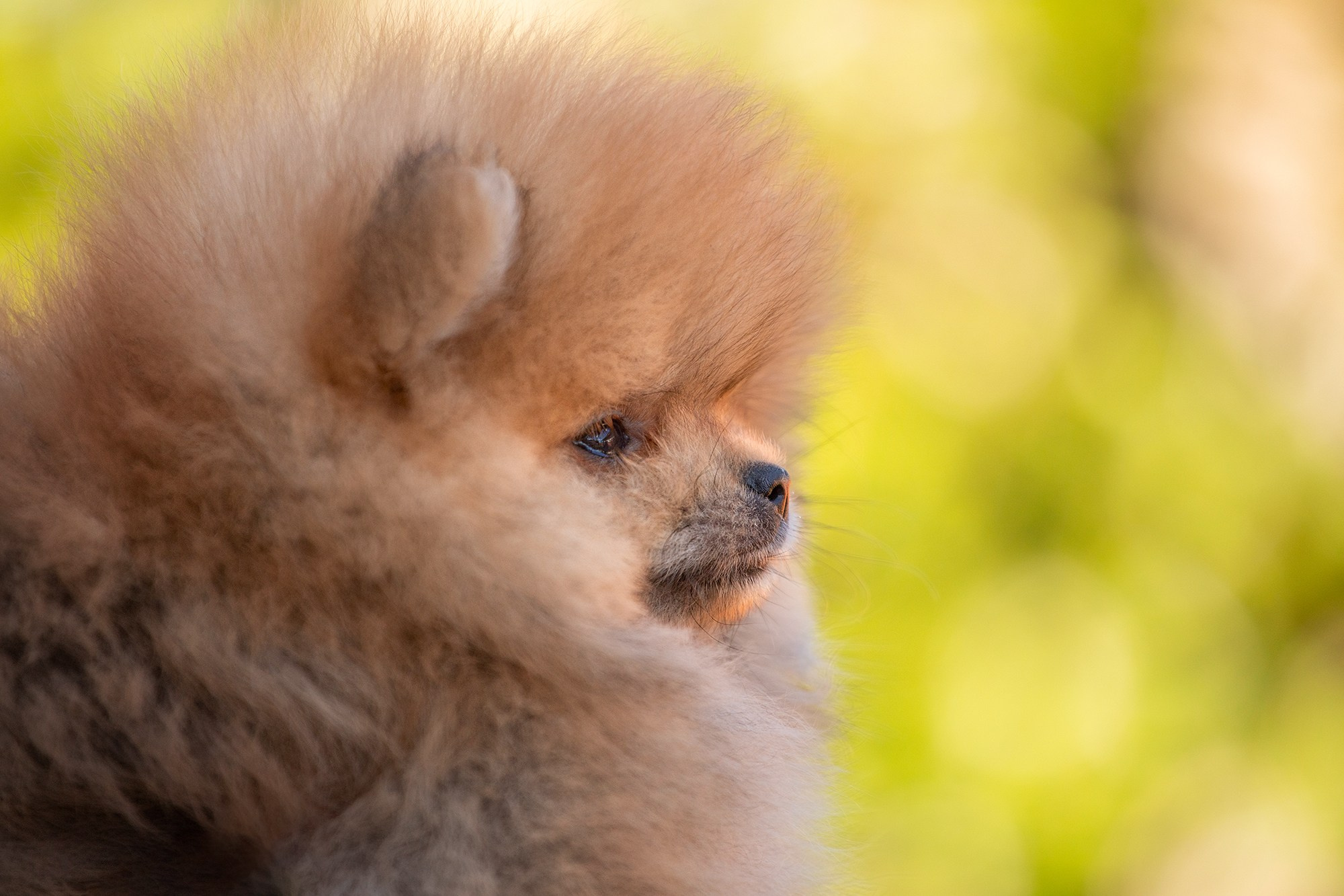 Фотосессия щенков. Фотограф для Вашей собаки