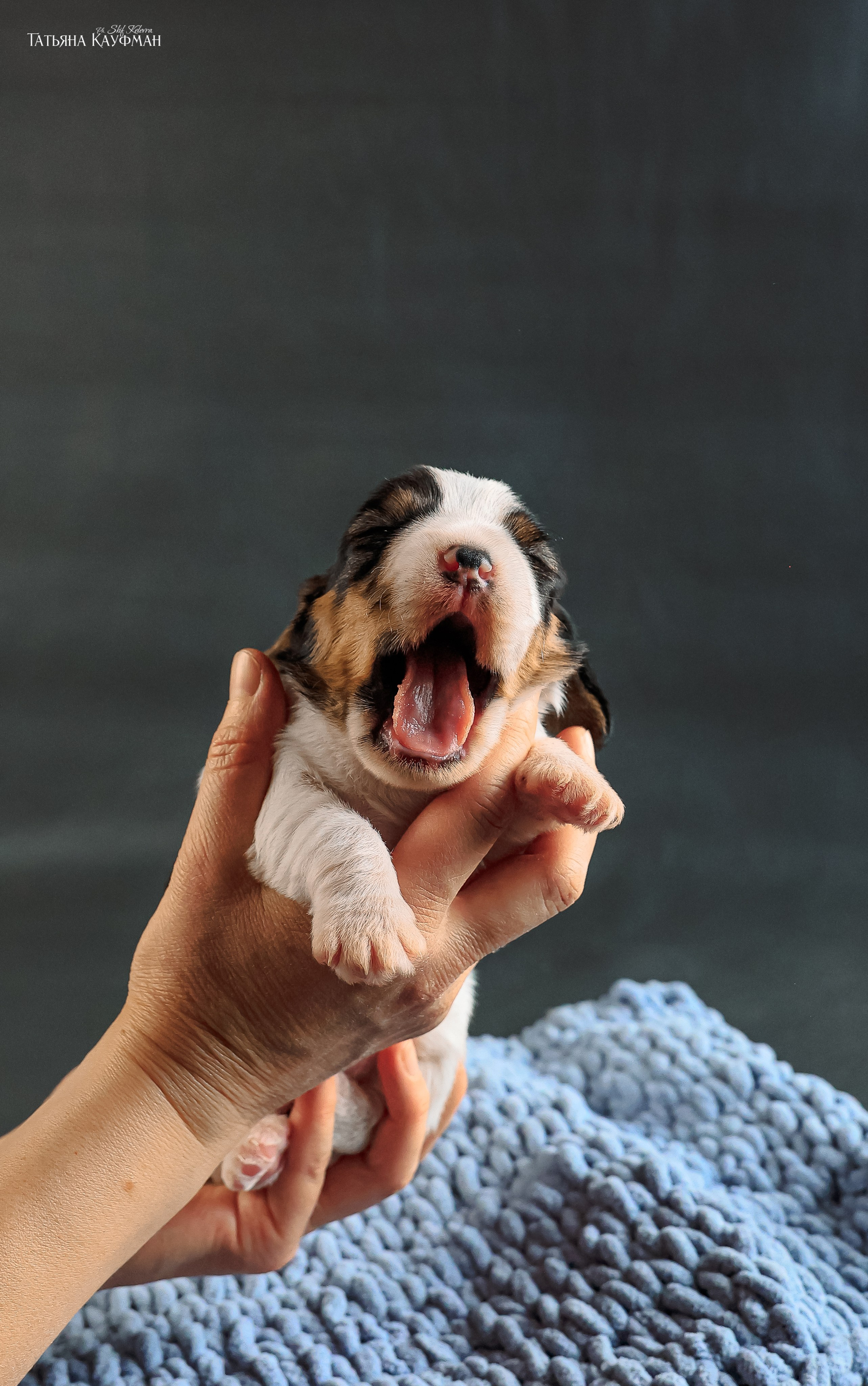 Малые вандейские бассет гриффоны. PVBG. Petit vandeen basset griffon, щенки в новосибирске. Питомник White Rivendel