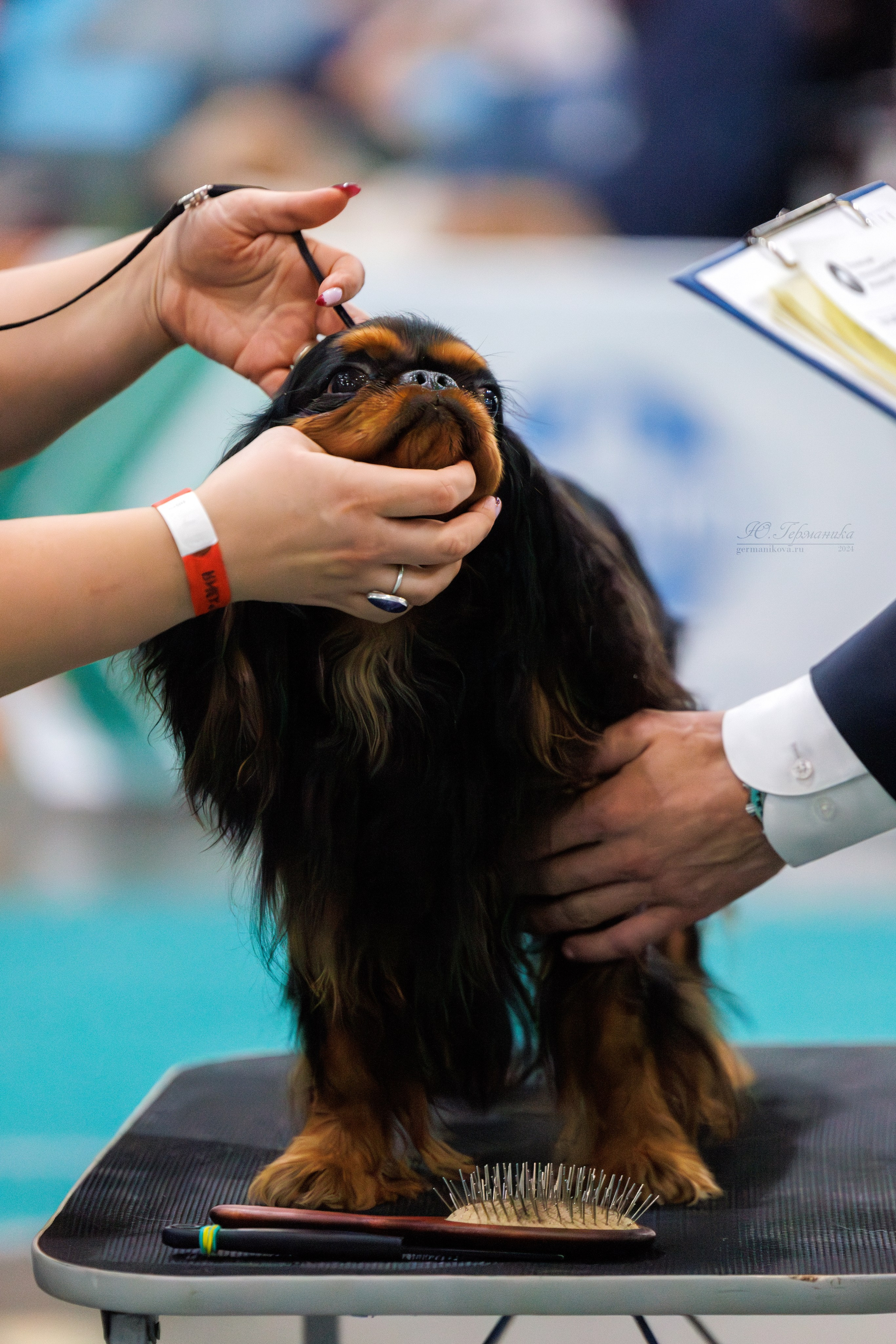 Евразия 16-17.11.2024. Фотограф-анималист Юлия Германика